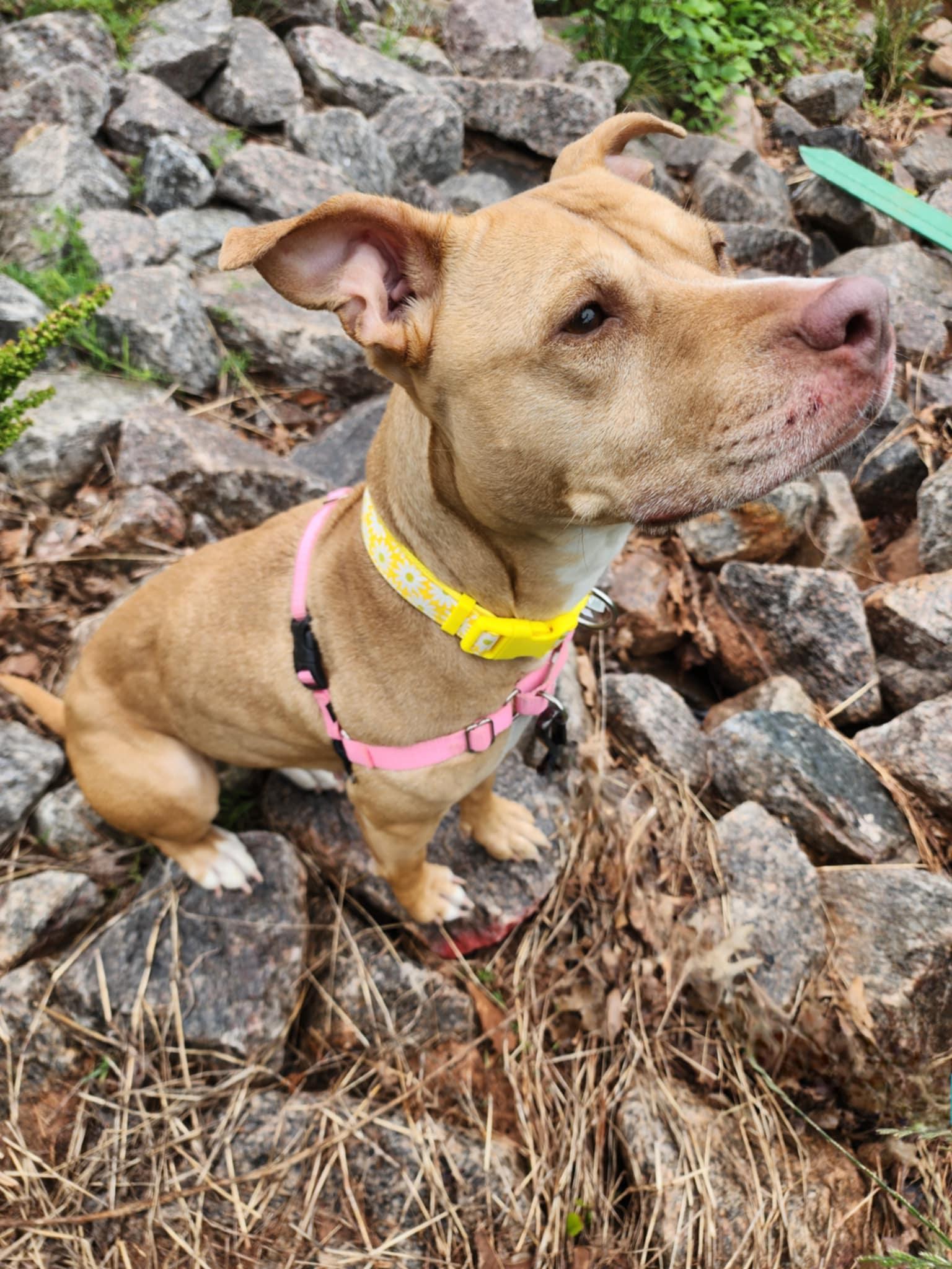 JANE, Adult Female Pit Bull Terrier