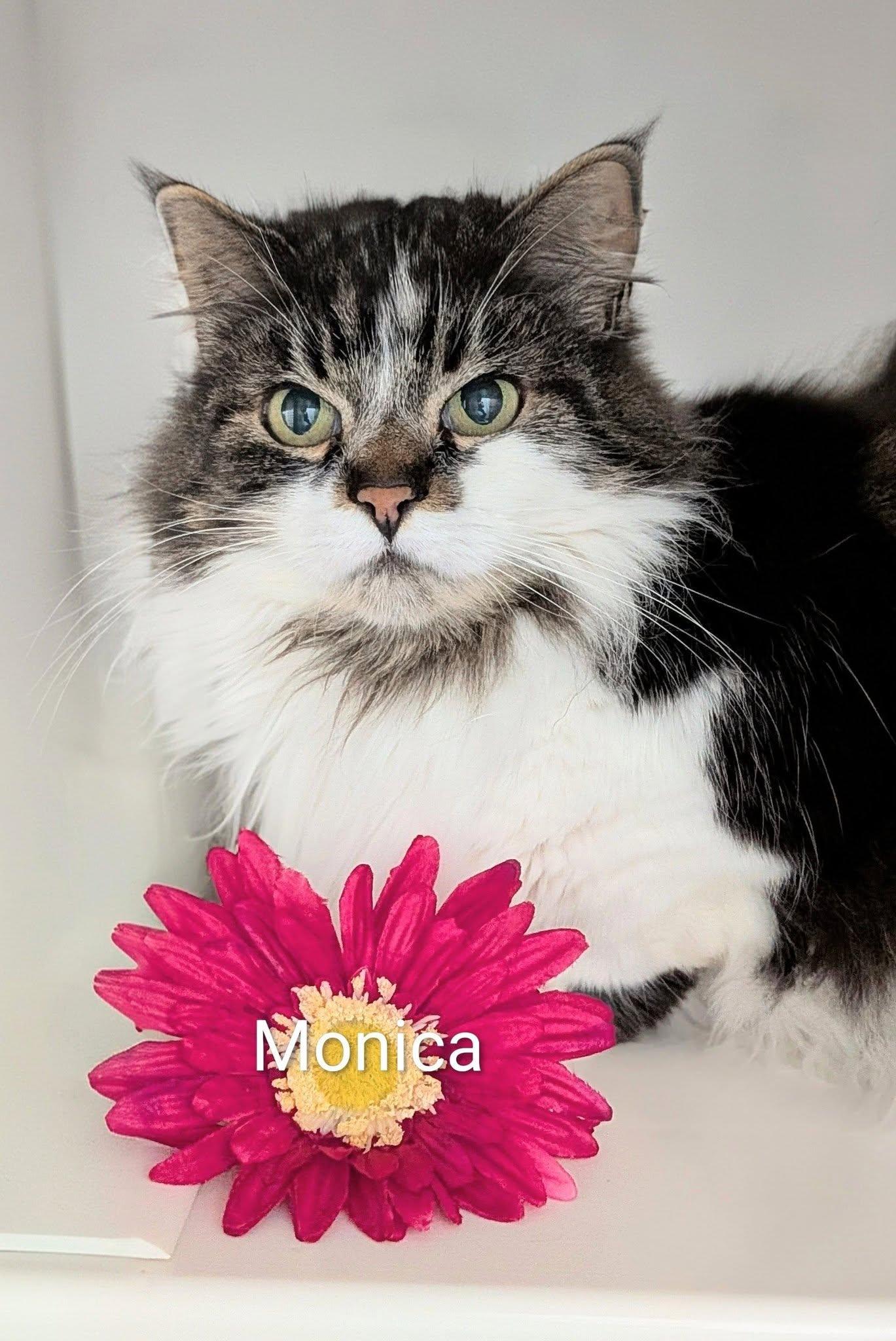 Monica, adopted, Senior Female Domestic Long Hair.