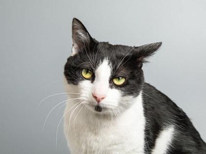 Enlarge Coachella, a Adoptable mixed breed in Longmont, CO image 1/3