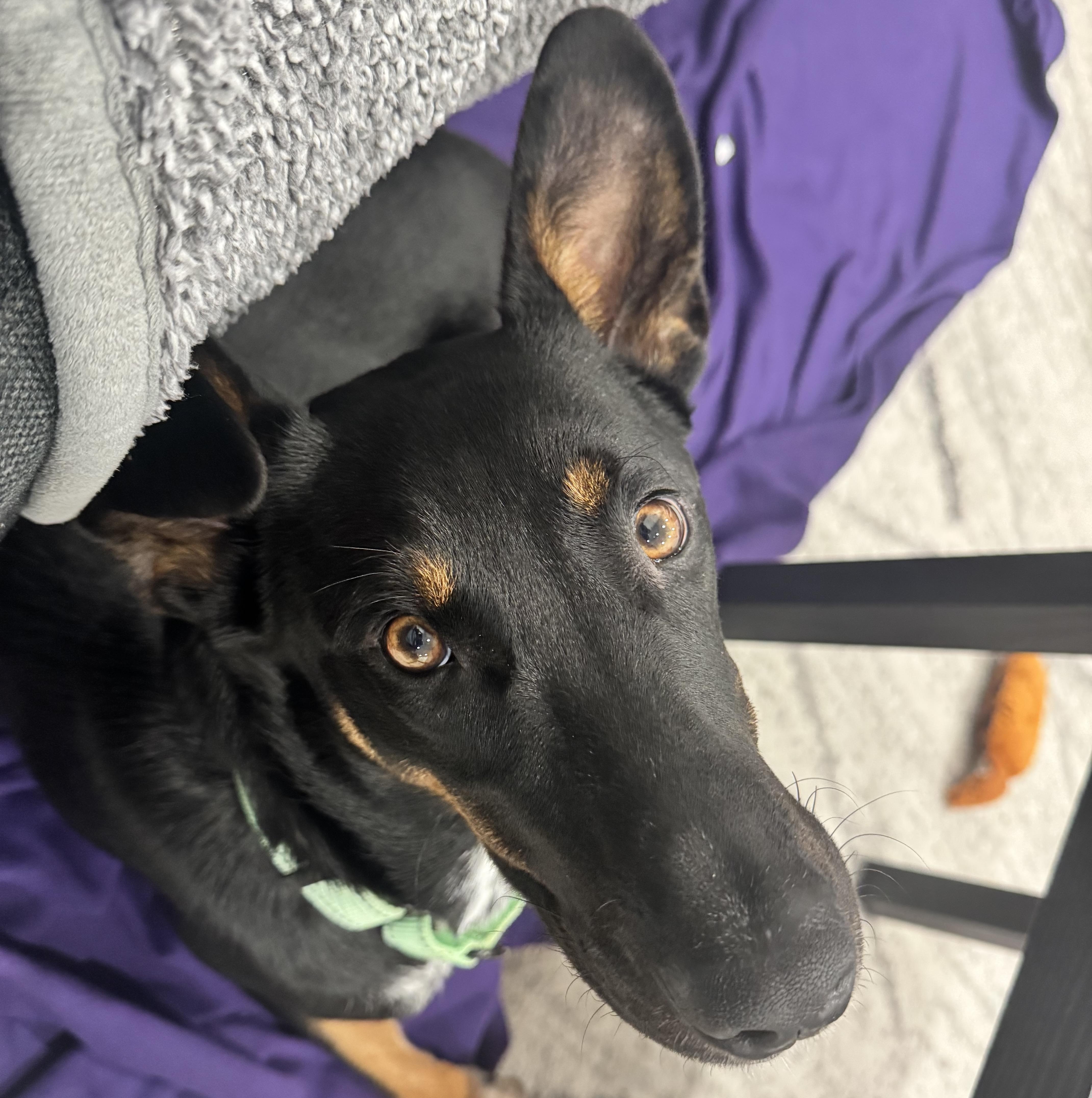 Peaches, Adoptable, Young Female Cattle Dog.