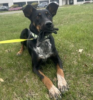 Peaches, a Adoptable mixed breed in Brooklyn, NY image 6/6