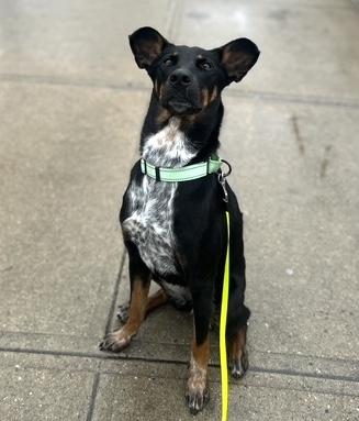 Peaches, a Adoptable mixed breed in Brooklyn, NY image 2/6