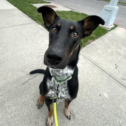 Peaches, a Adoptable mixed breed in Brooklyn, NY image 3/6