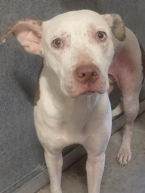 RAISHAN, Adoptable, Young Female Pit Bull Terrier & Mixed Breed.