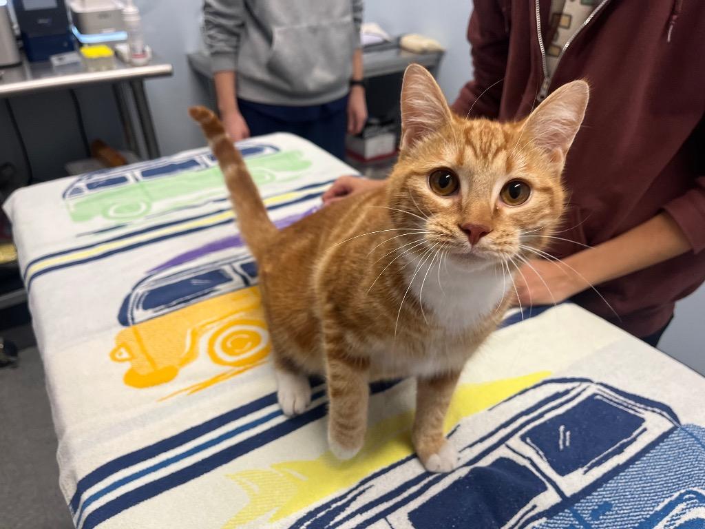 Purrcival, Adoptable, Young Male Domestic Short Hair.