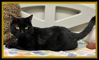 STAN LEE, Adoptable, Adult Male Domestic Short Hair.