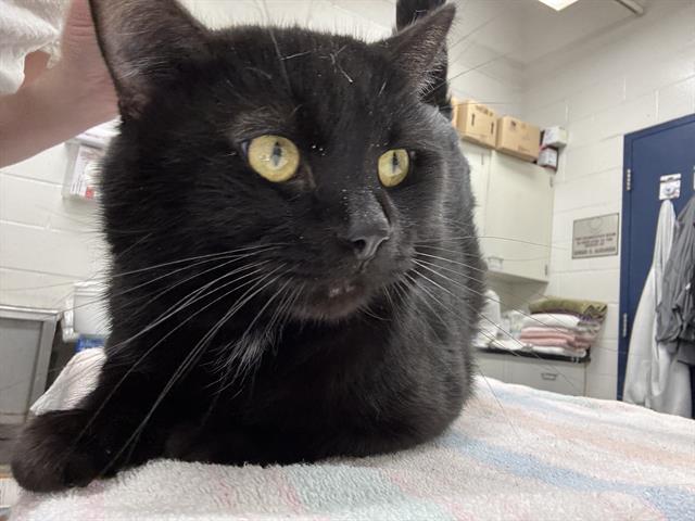 Enlarge STAN LEE, a Adoptable Domestic Short Hair in Peoria, IL image 1/1