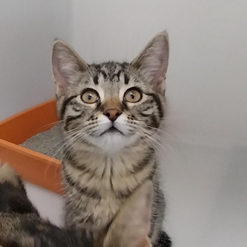 Dawn, an adoptable Tabby in Ridgway, CO, 81432 | Photo Image 2