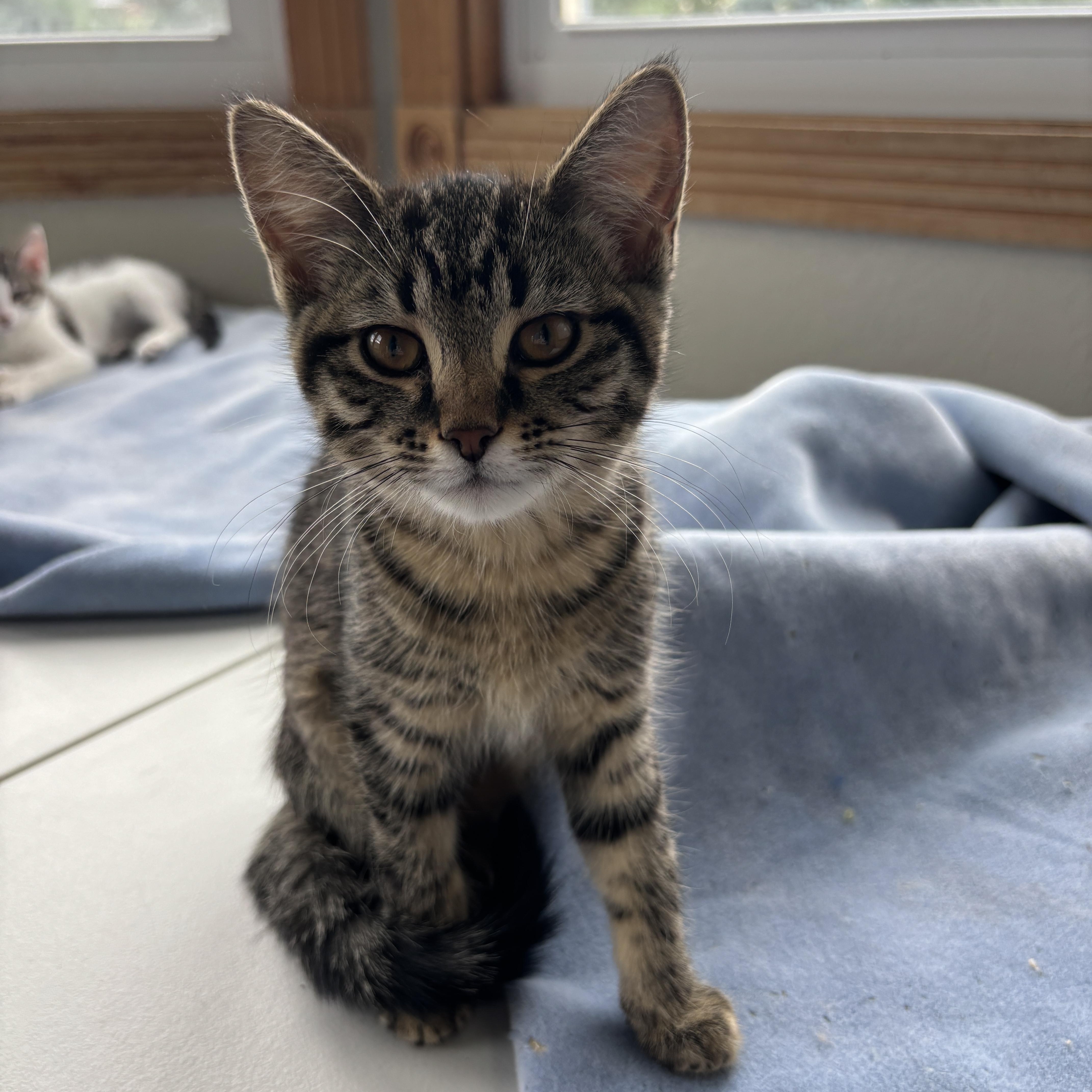 Dawn, an adoptable Tabby in Ridgway, CO, 81432 | Photo Image 1