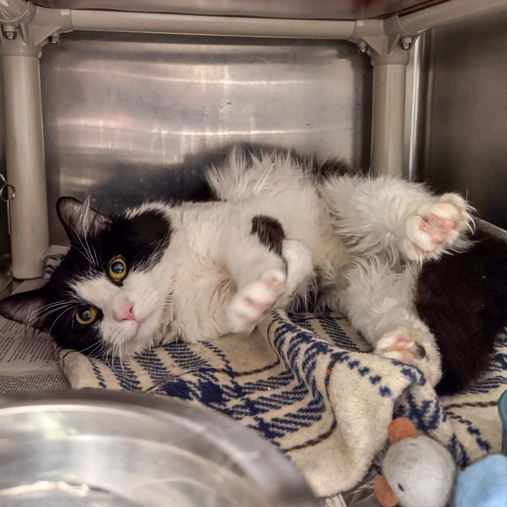 Theo, Adoptable, Adult Male Domestic Long Hair.