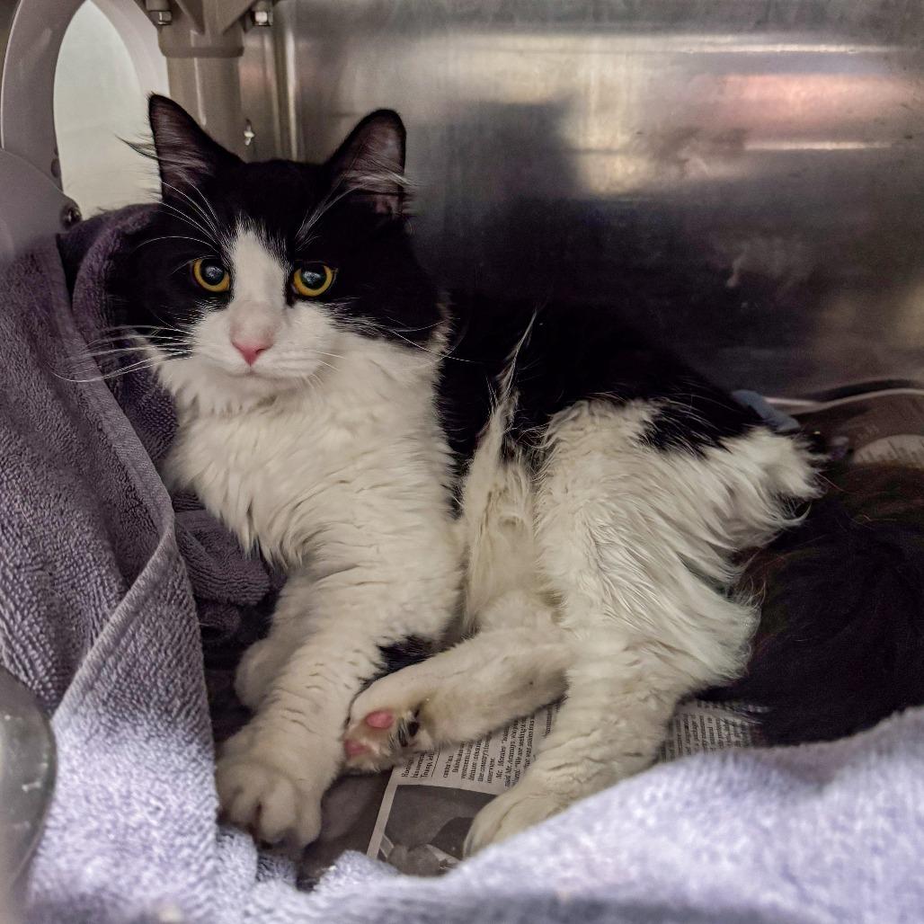 Theo, a Adoptable Domestic Long Hair in Kennebunk, ME image 2/6