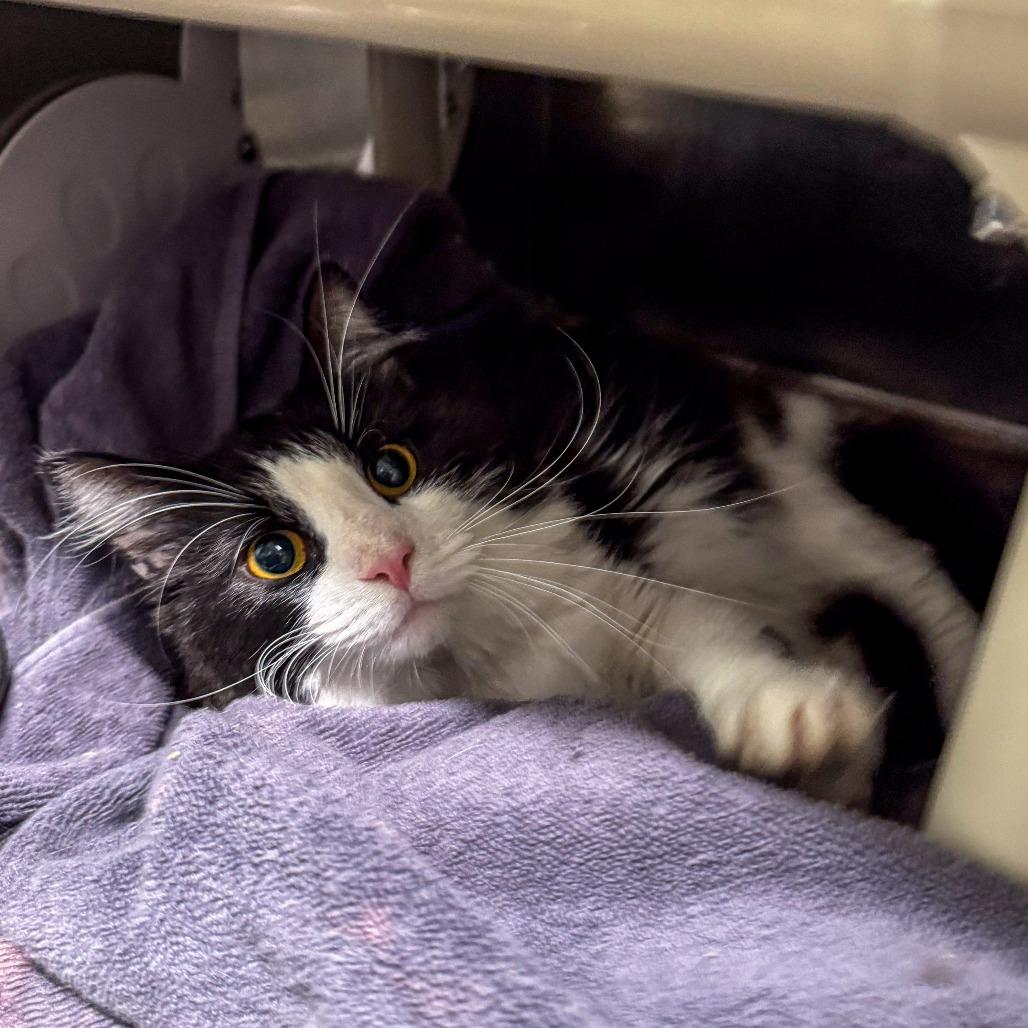 Theo, a Adoptable Domestic Long Hair in Kennebunk, ME image 3/6