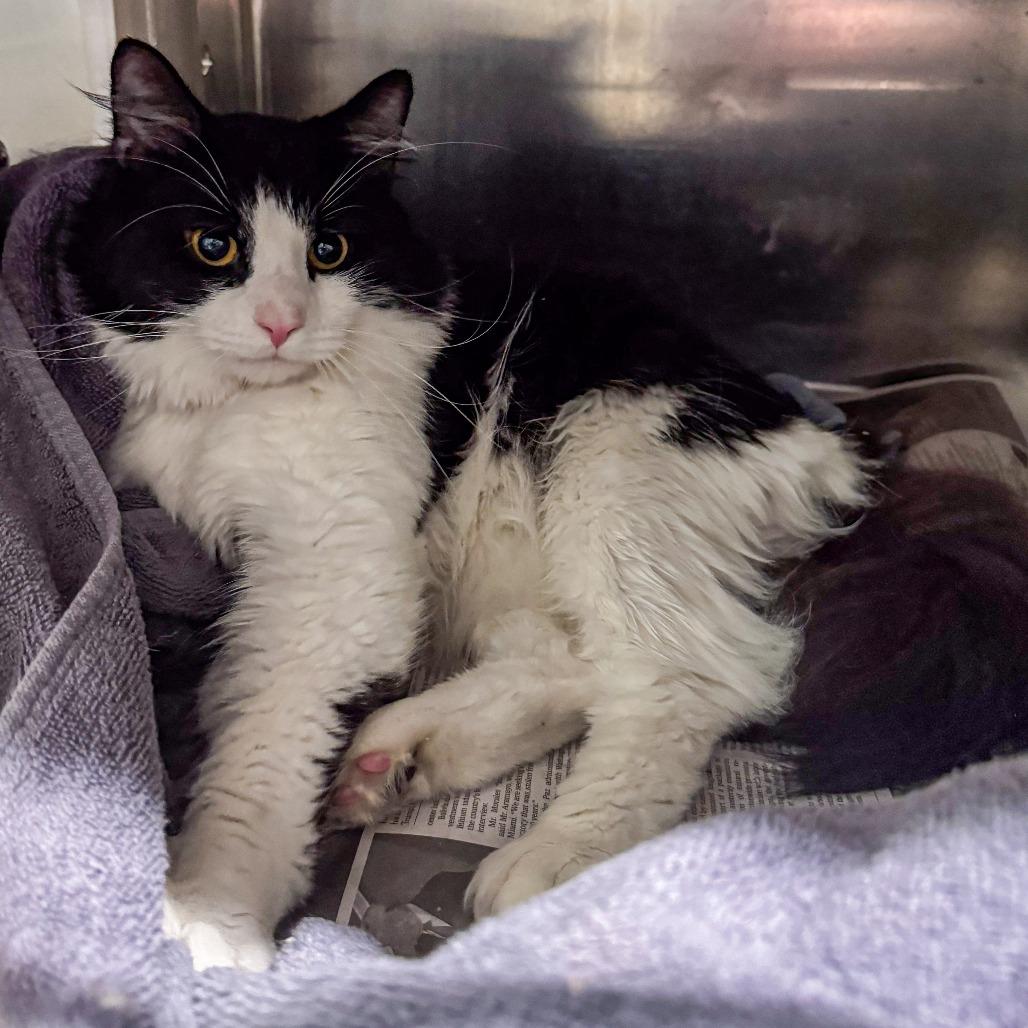 Theo, a Adoptable Domestic Long Hair in Kennebunk, ME image 4/6