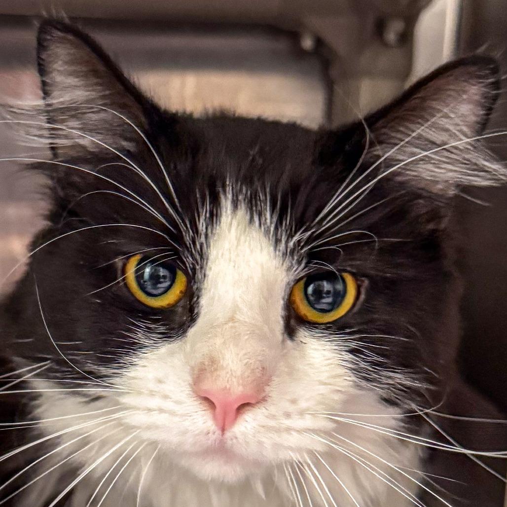 Theo, a Adoptable Domestic Long Hair in Kennebunk, ME image 5/6