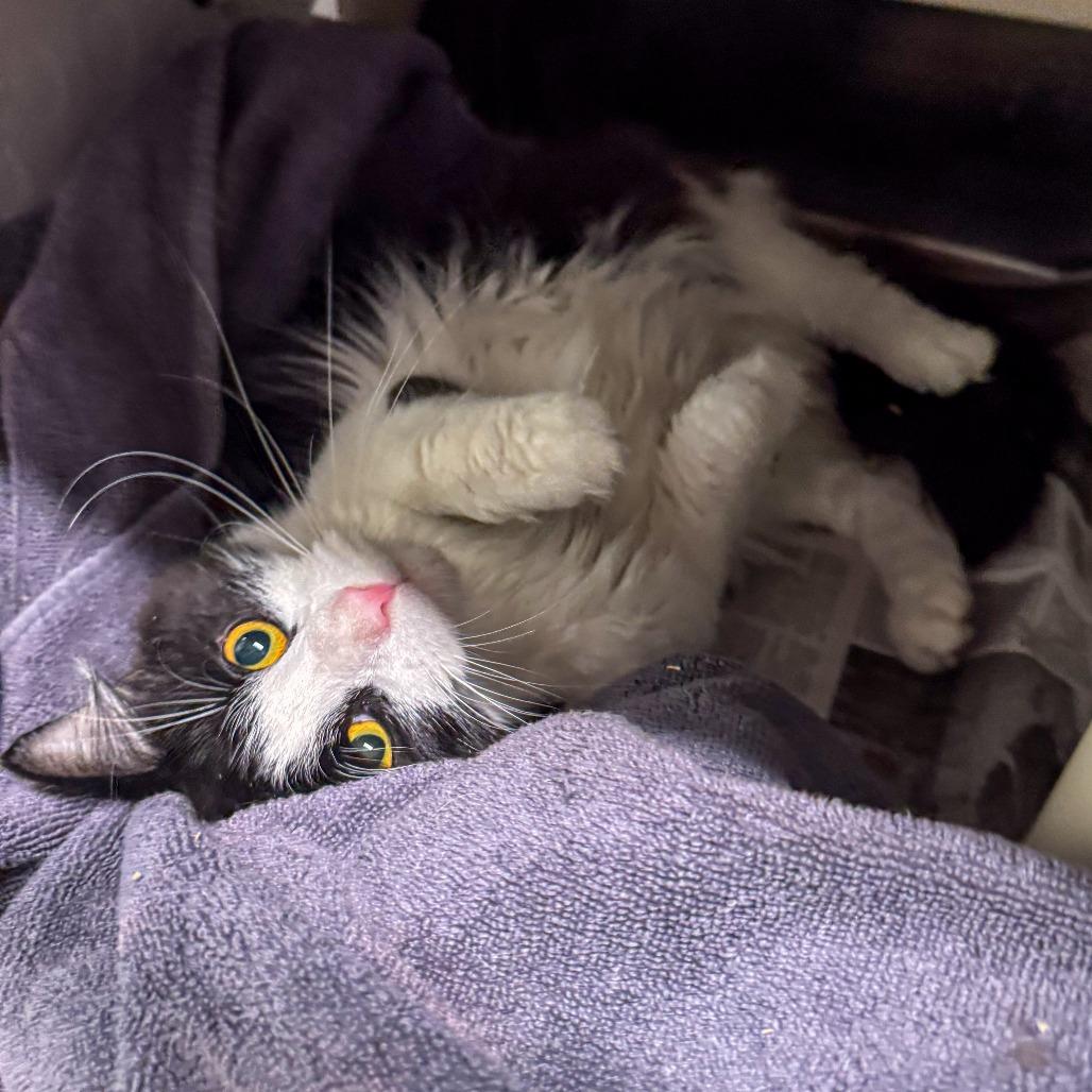 Theo, a Adoptable Domestic Long Hair in Kennebunk, ME image 6/6