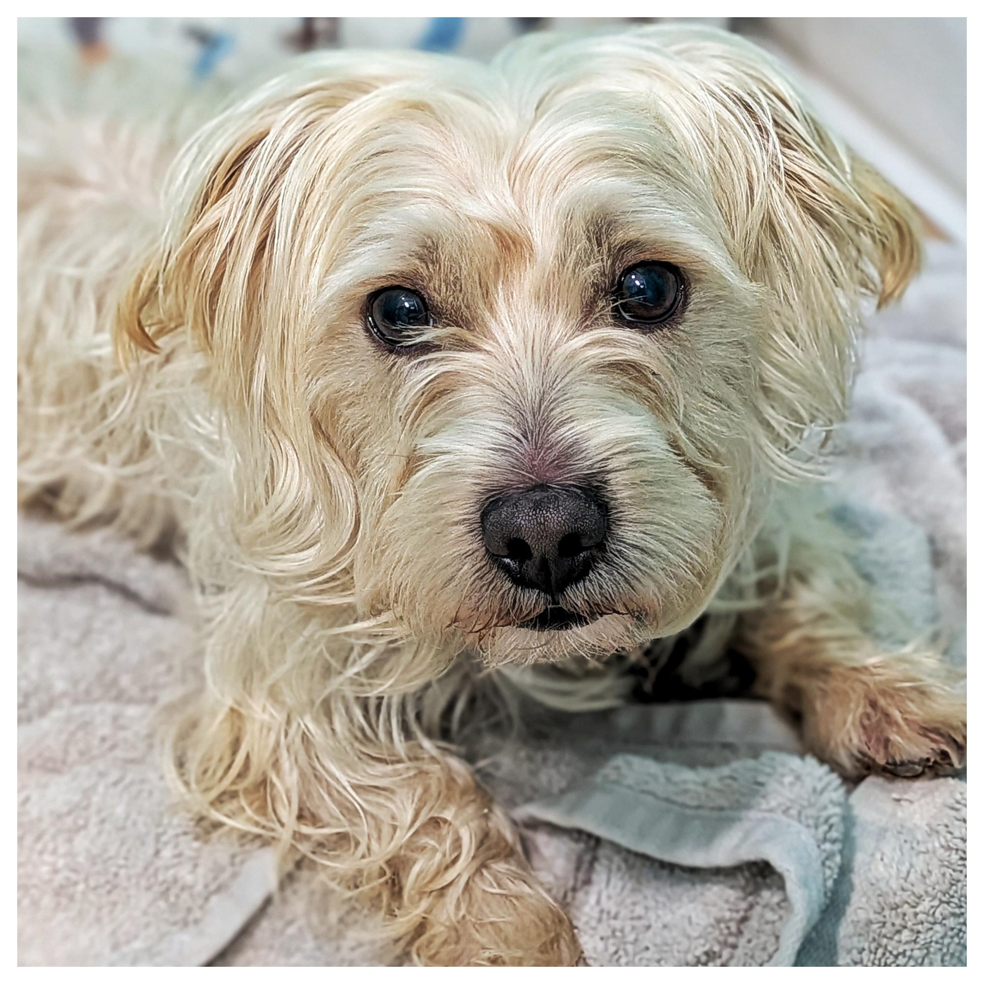 Thor, adopted, Young Male Silky Terrier.