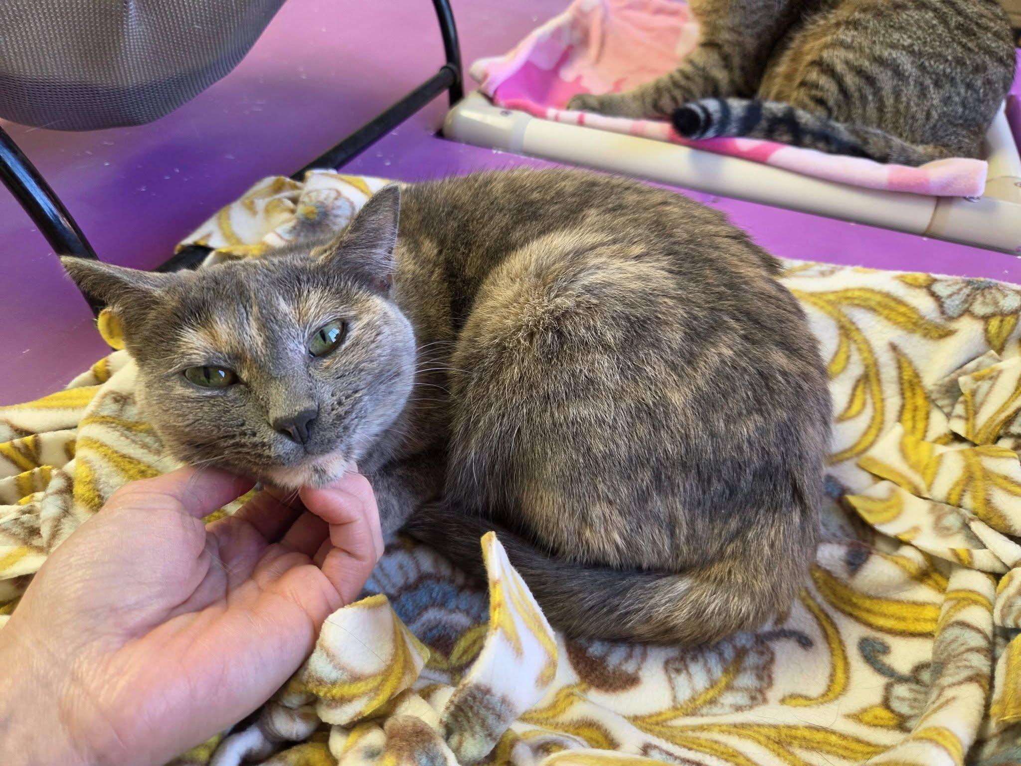 Enlarge Ocean, a Adoptable Domestic Short Hair in Chilton, WI image 4/5