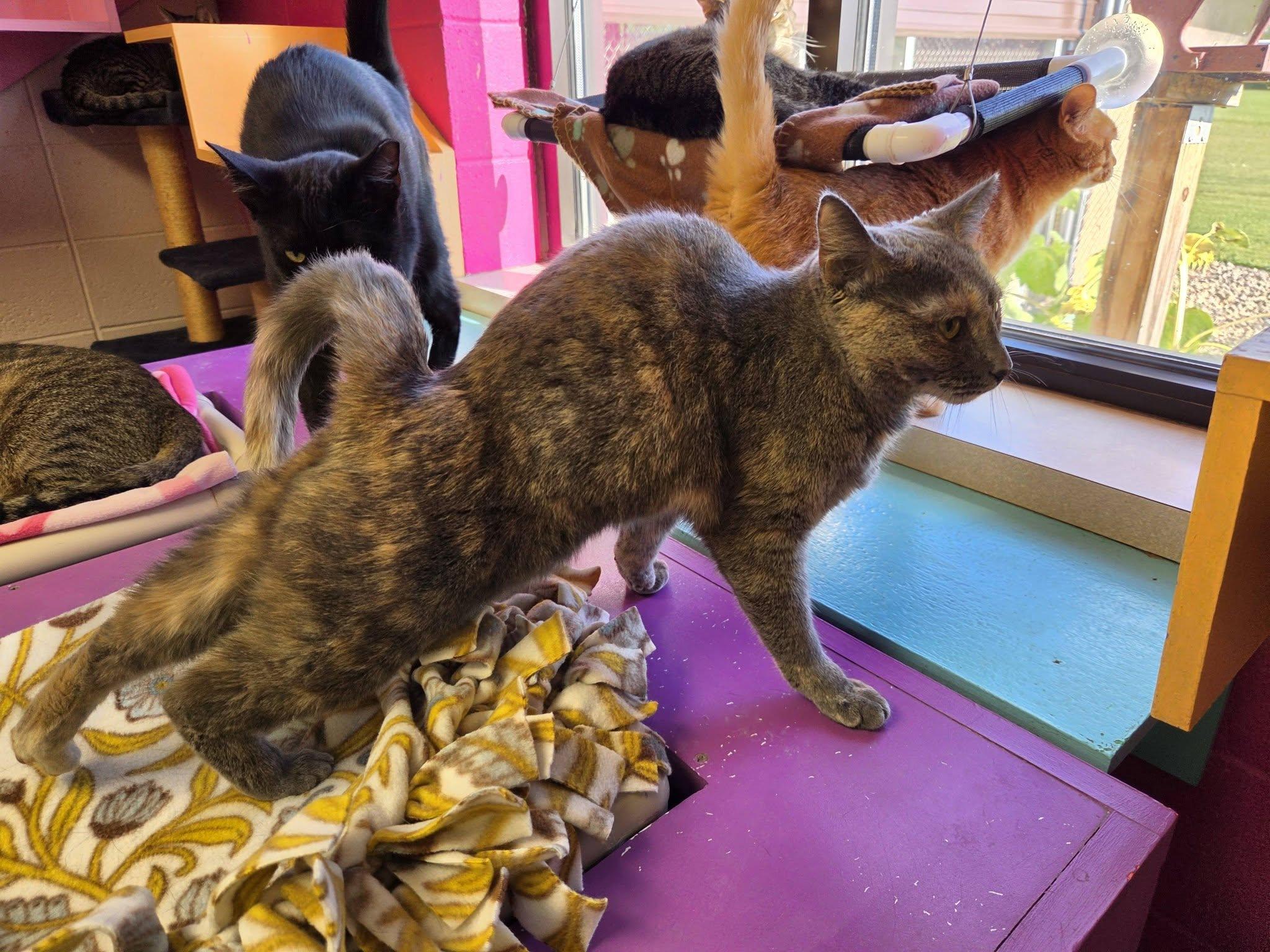 Enlarge Ocean, a Adoptable Domestic Short Hair in Chilton, WI image 2/5