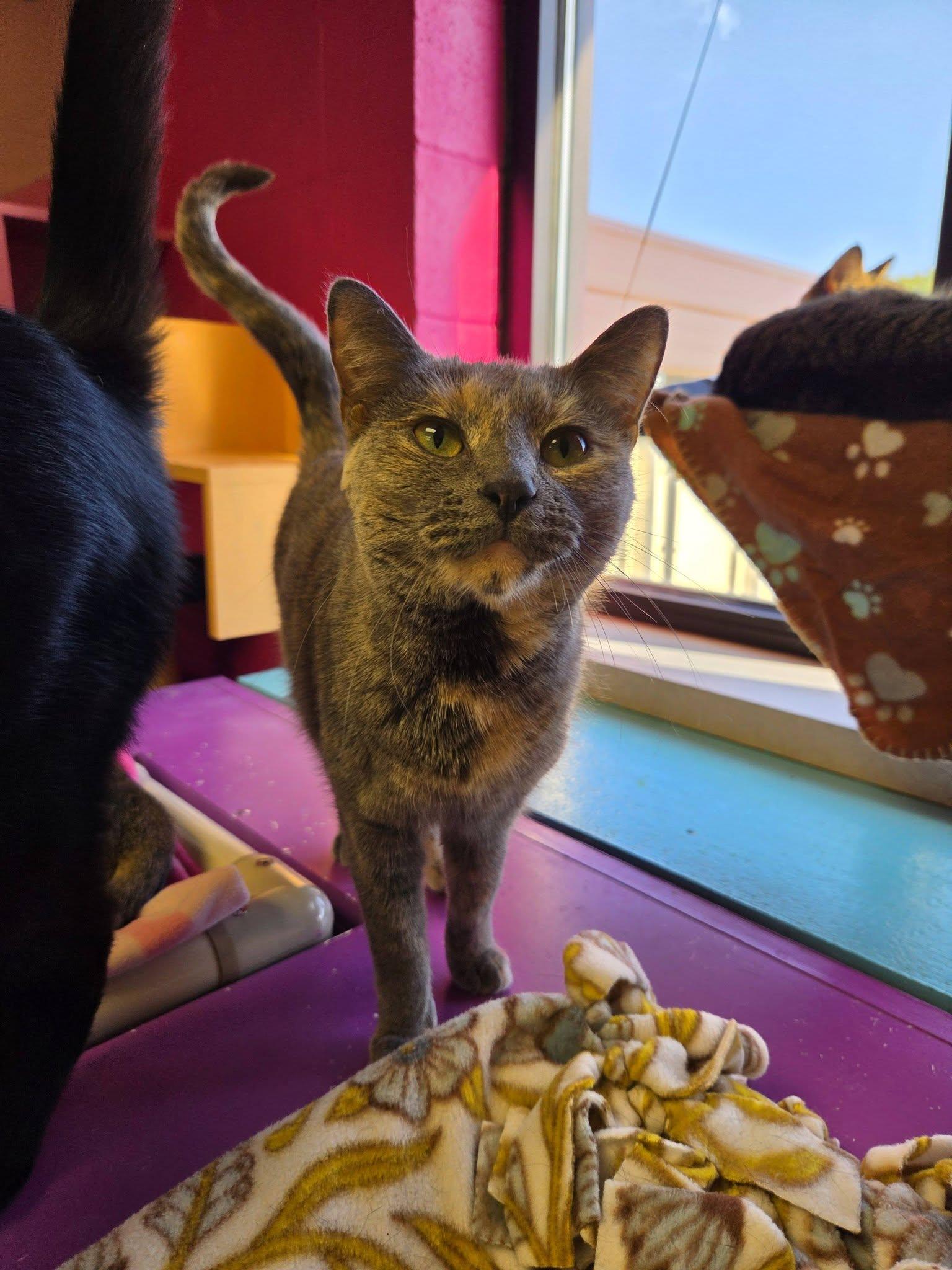 Enlarge Ocean, a Adoptable Domestic Short Hair in Chilton, WI image 1/5