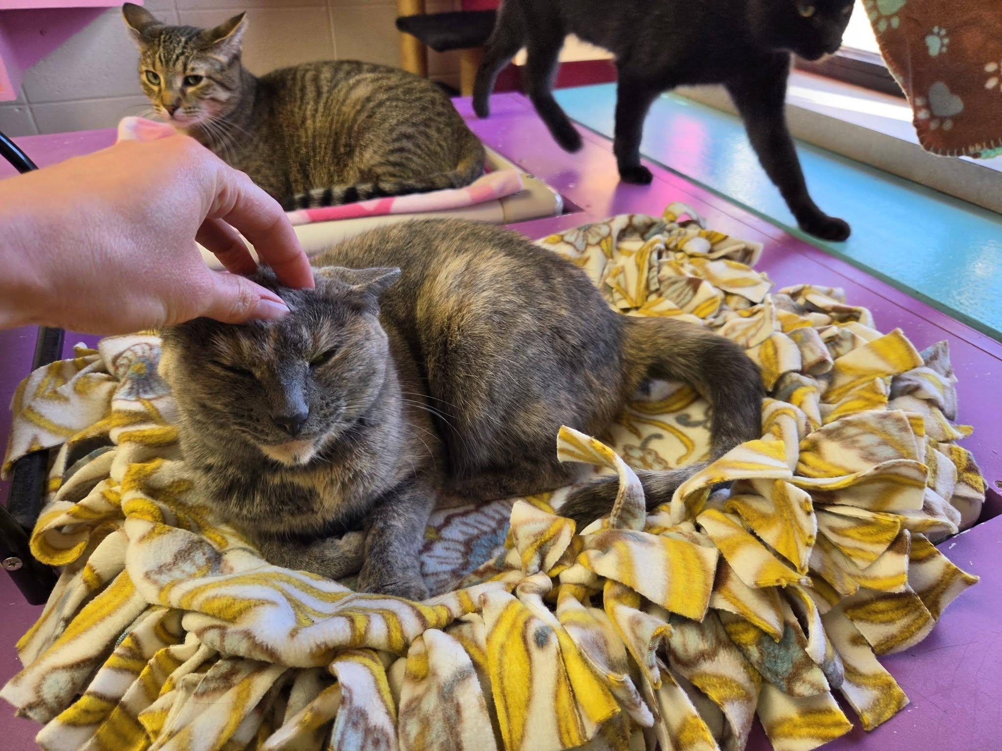 Enlarge Ocean, a Adoptable Domestic Short Hair in Chilton, WI image 3/5
