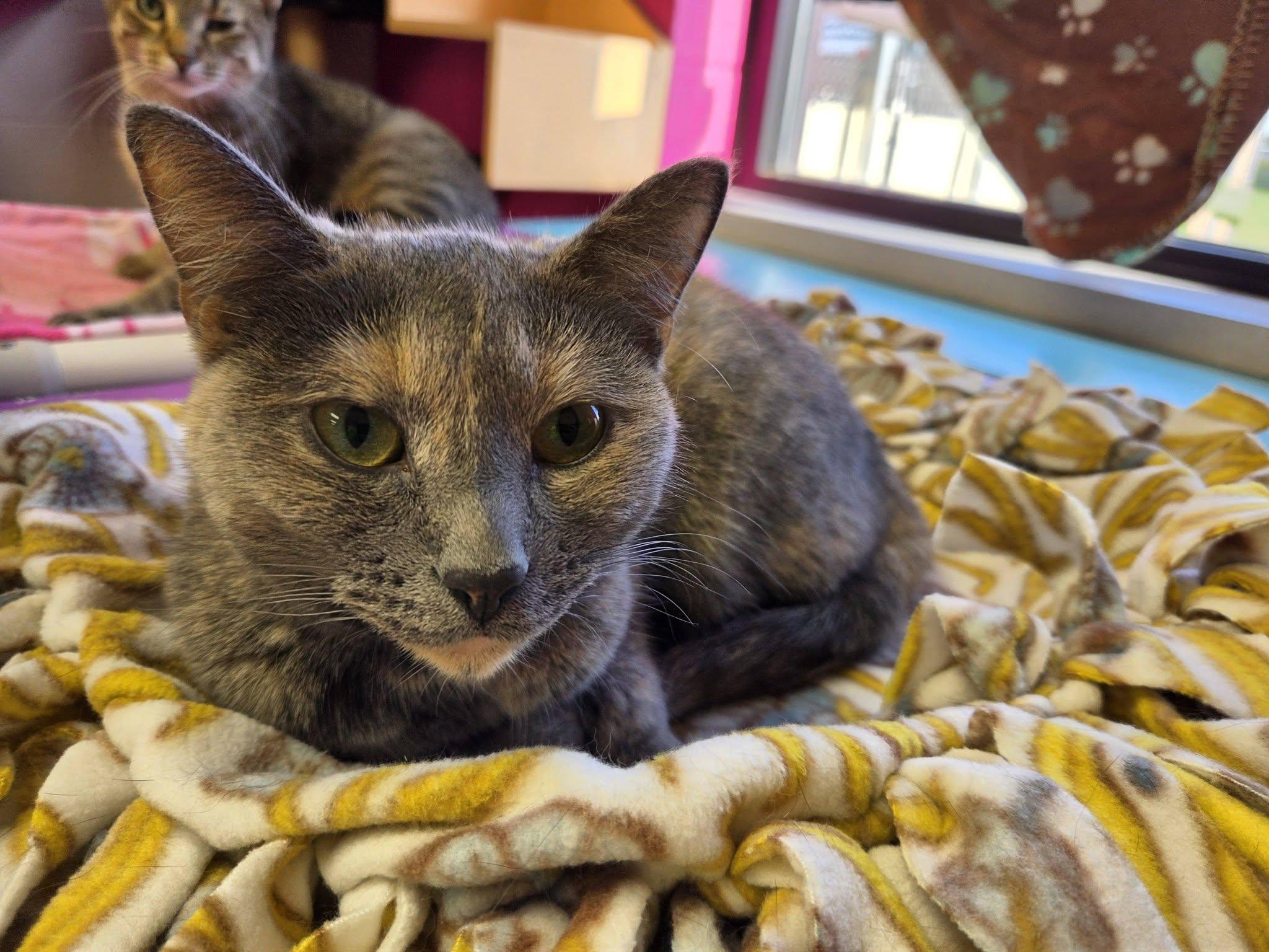 Enlarge Ocean, a Adoptable Domestic Short Hair in Chilton, WI image 5/5