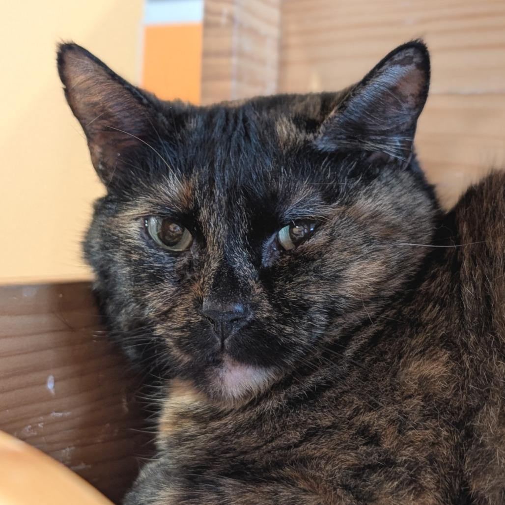 Enlarge Beth, a Adoptable Domestic Short Hair in Washington Township, OH image 1/2