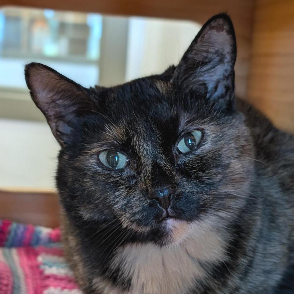 Enlarge Beth, a Adoptable Domestic Short Hair in Washington Township, OH image 2/2