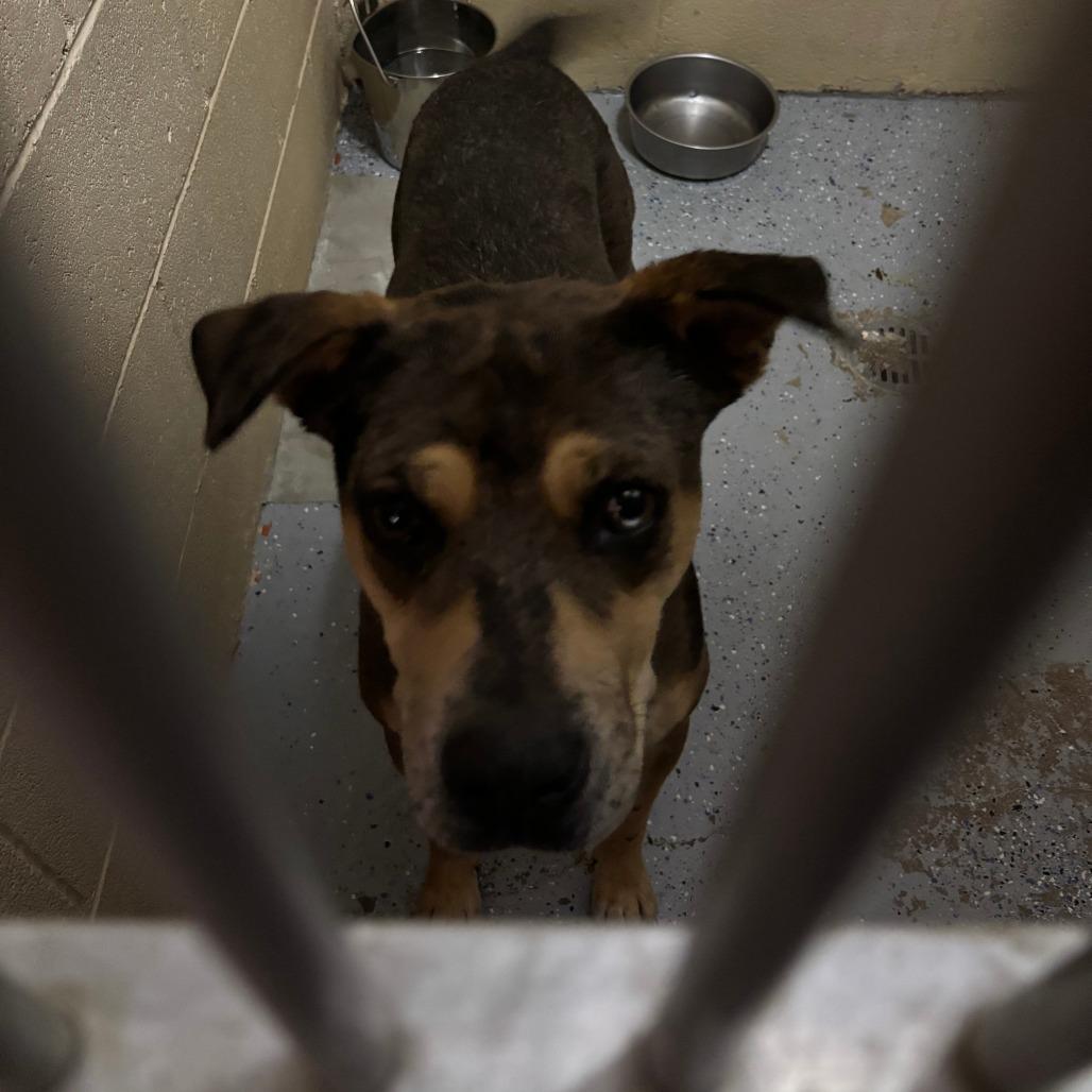 Enlarge (COD) Crush, a Adoptable Mixed Breed in Douglas, AZ image 1/1