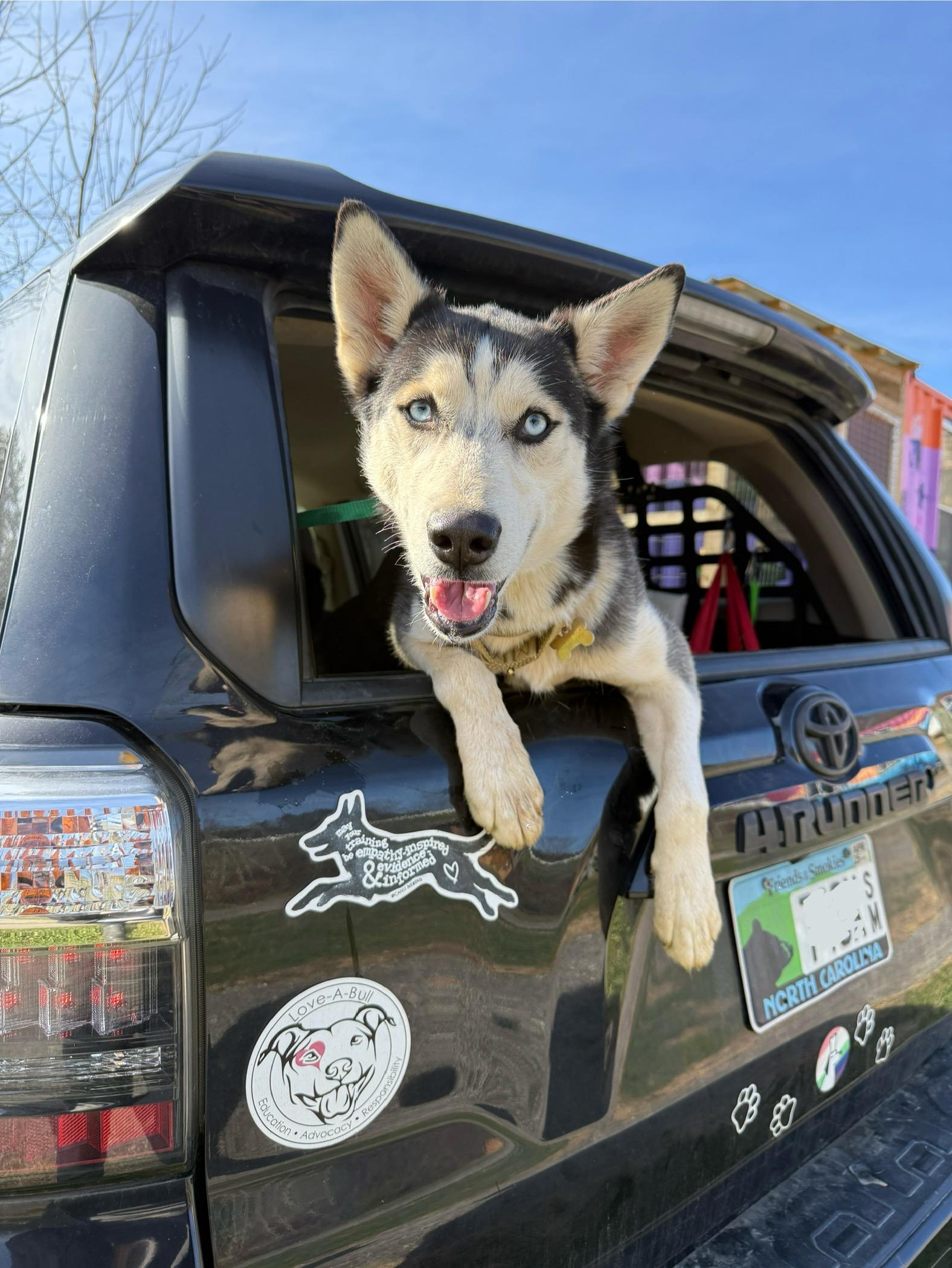 Soleil, Adoptable, Young Female Husky & Siberian Husky.