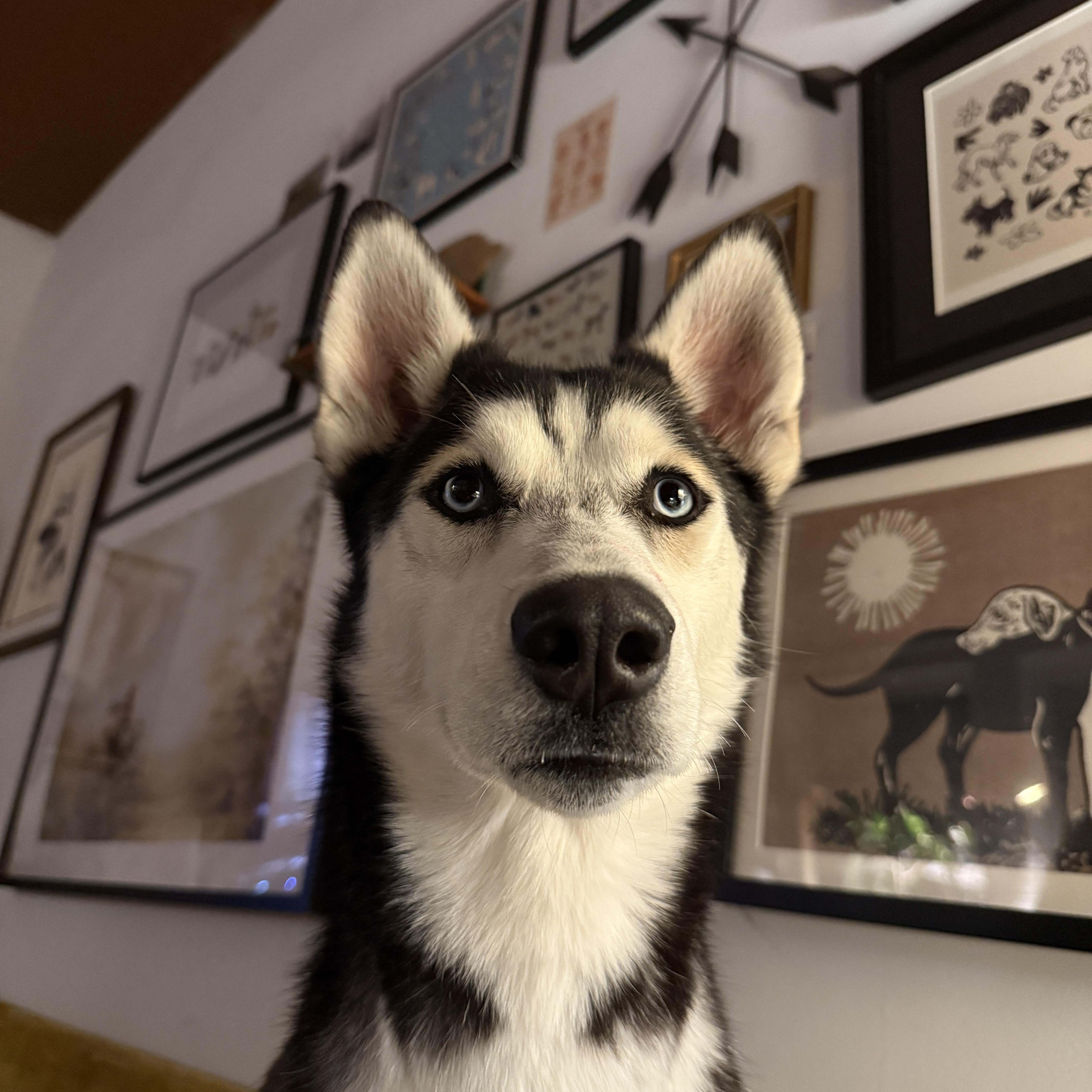 Soleil, a Adoptable mixed breed in Clyde, NC image 2/6