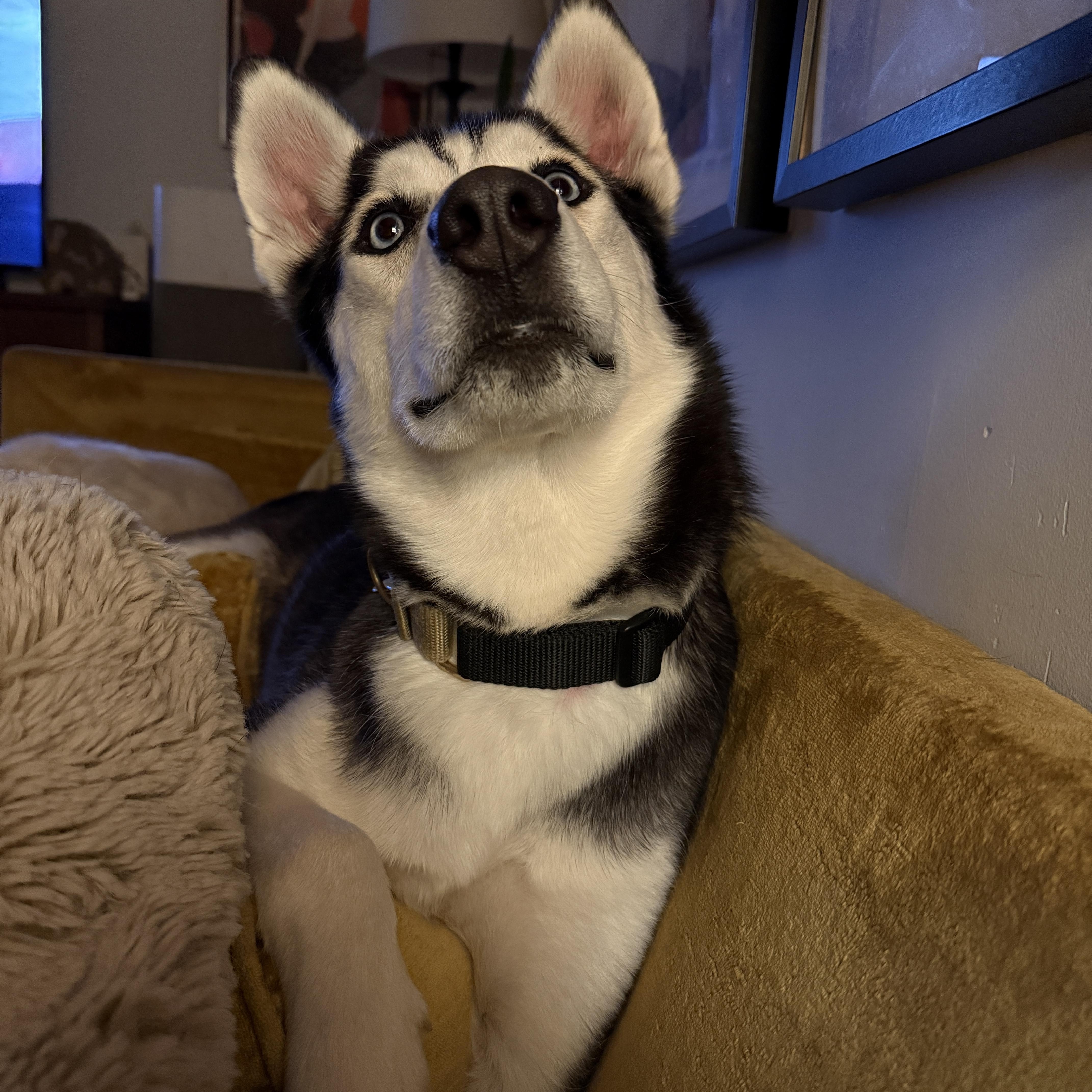 Soleil, a Adoptable mixed breed in Clyde, NC image 5/6