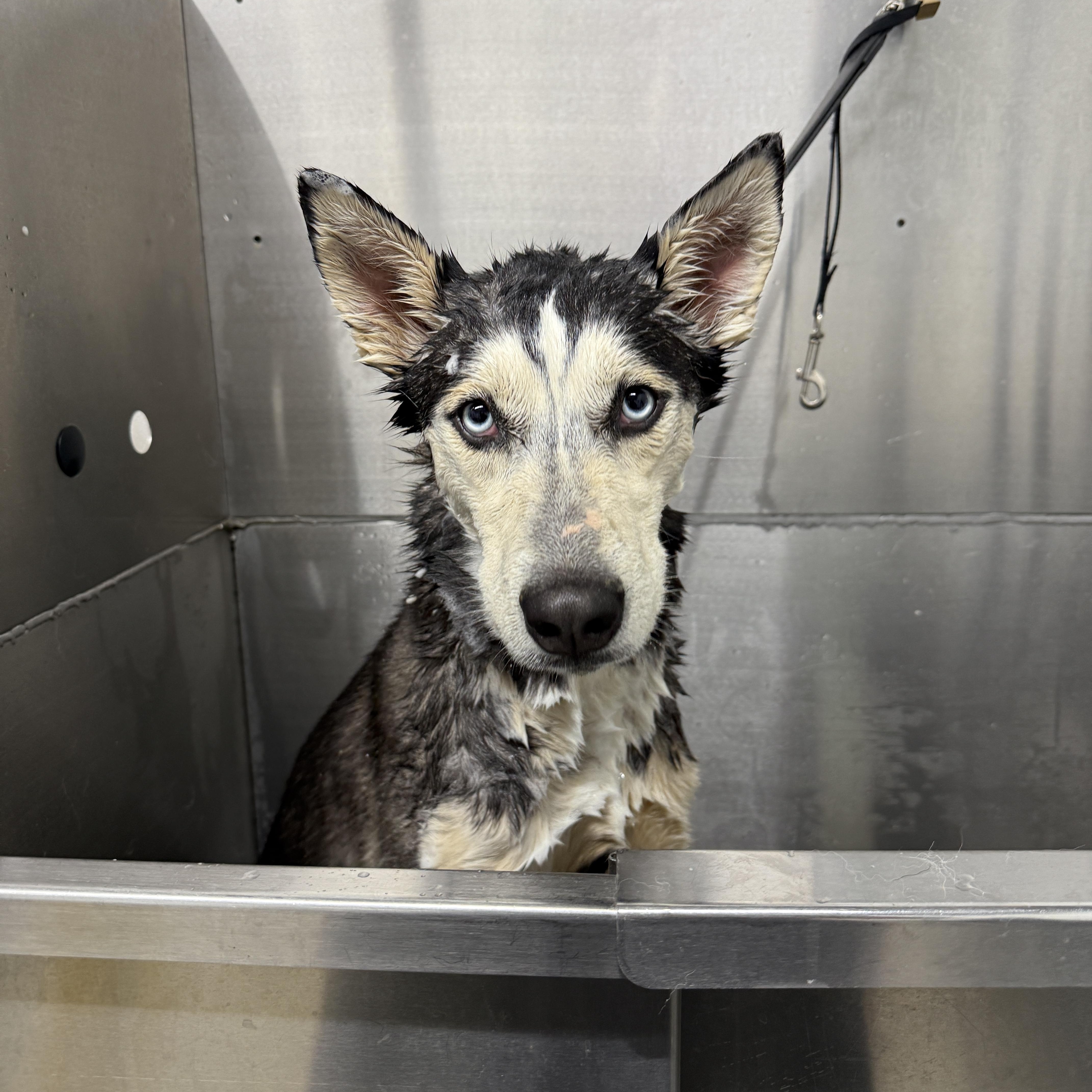 Soleil, a Adoptable mixed breed in Clyde, NC image 4/6