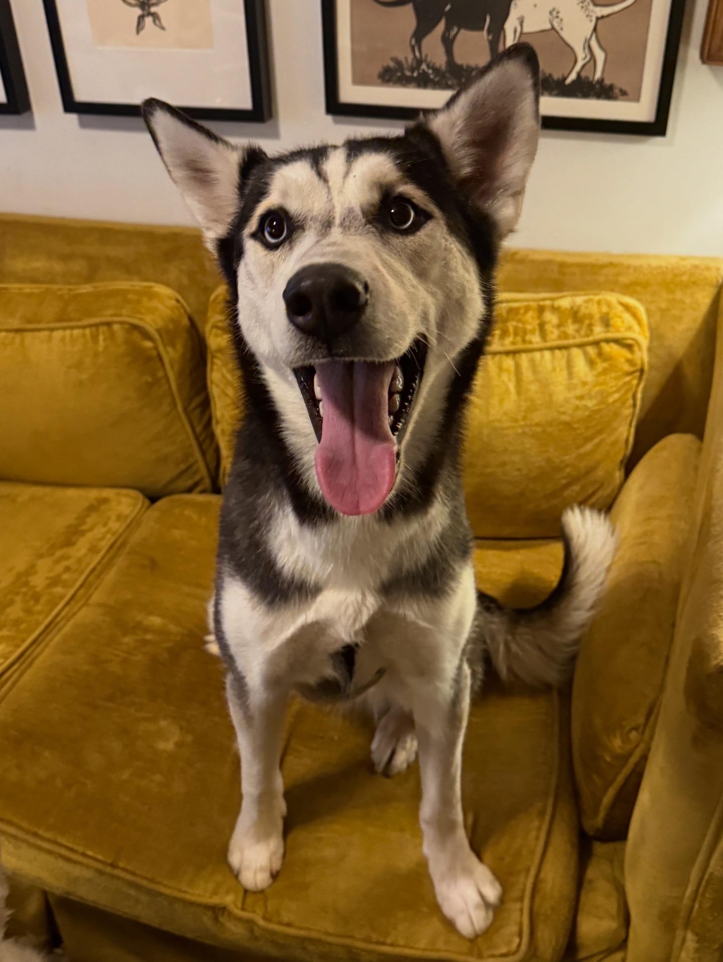 Soleil, a Adoptable mixed breed in Clyde, NC image 3/6