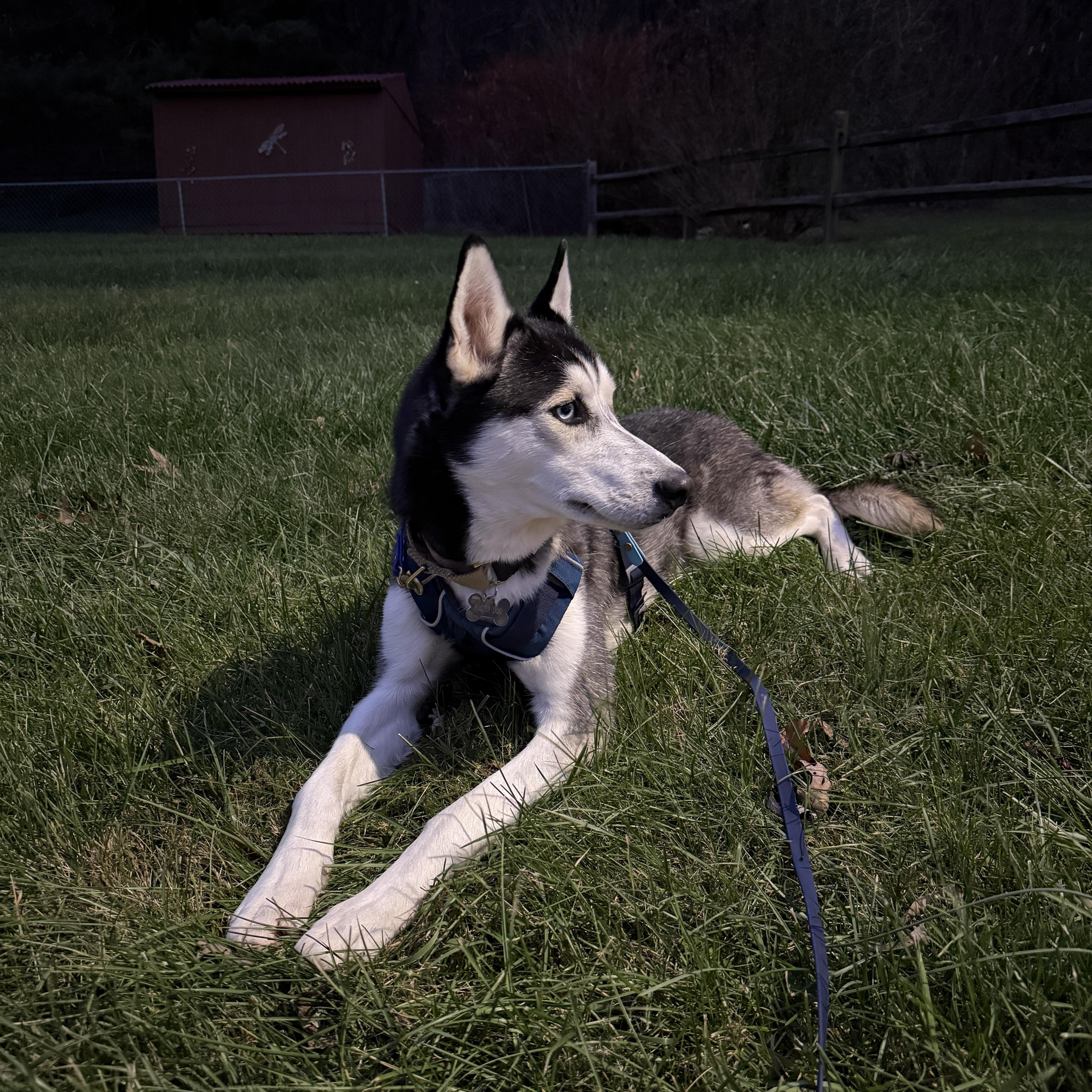 Soleil, a Adoptable mixed breed in Clyde, NC image 6/6