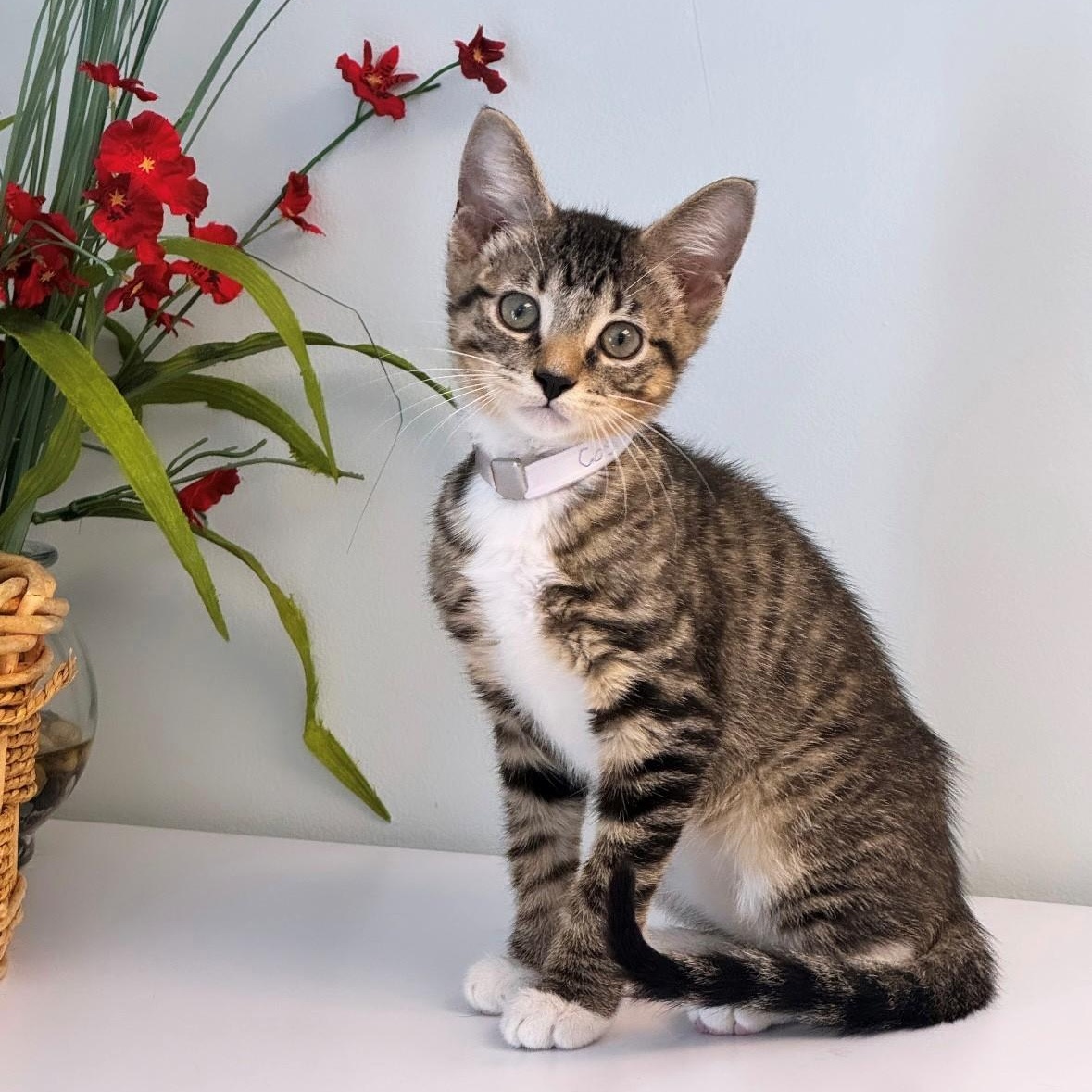 Enlarge Cosmo, a ADOPTABLE Domestic Short Hair in Syosset, NY image 1/1