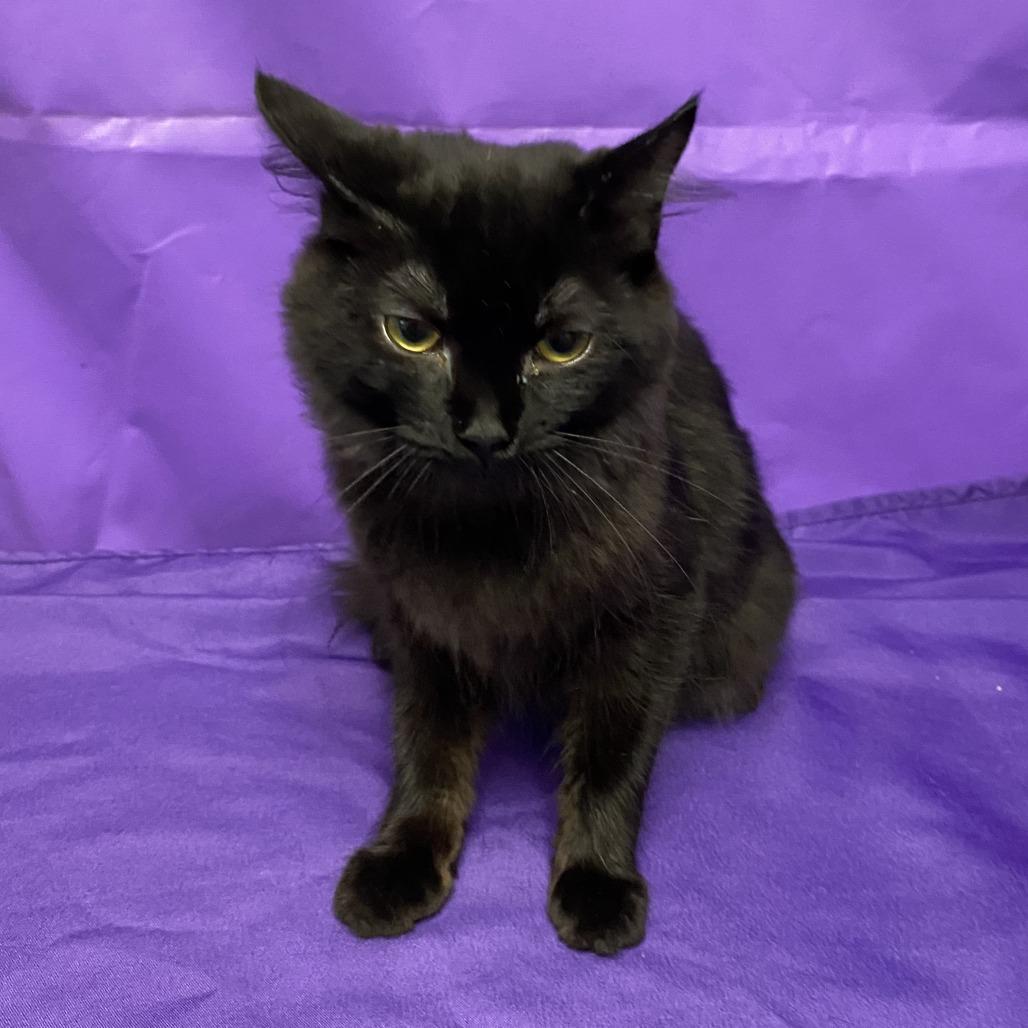 Enlarge Riku, a Adoptable Domestic Short Hair in North Myrtle Beach, SC image 2/3