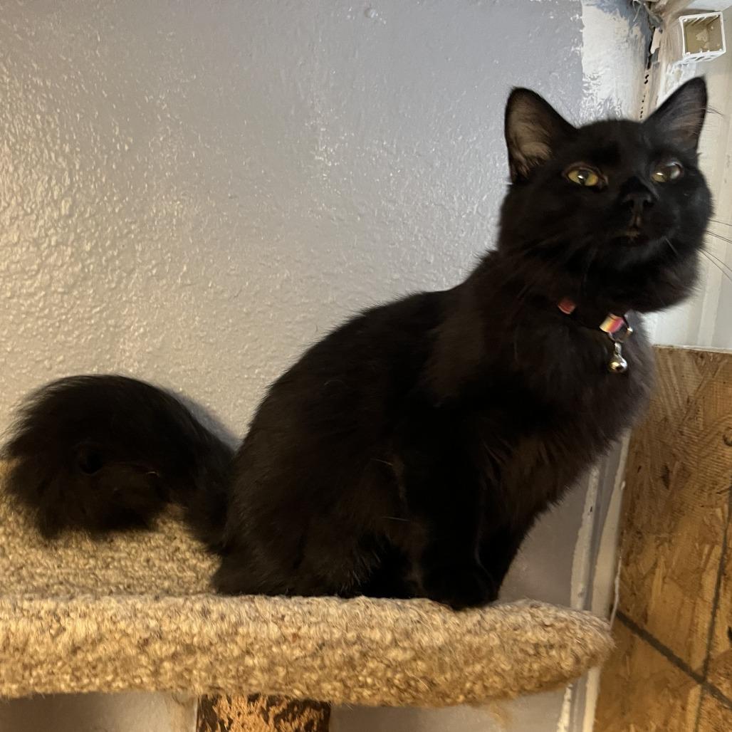 Enlarge Riku, a Adoptable Domestic Short Hair in North Myrtle Beach, SC image 3/3