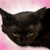 Enlarge Spice 3286, a Adoptable Domestic Short Hair in Boca Raton, FL image 2/2