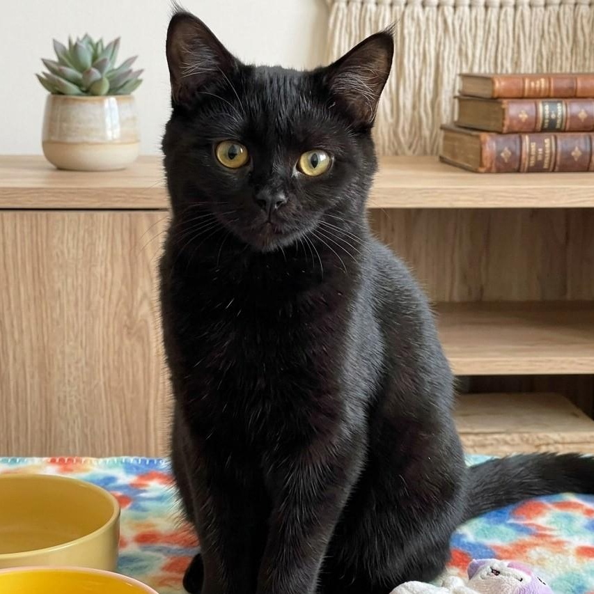 Enlarge Spice 3286, a Adoptable Domestic Short Hair in Boca Raton, FL image 1/2