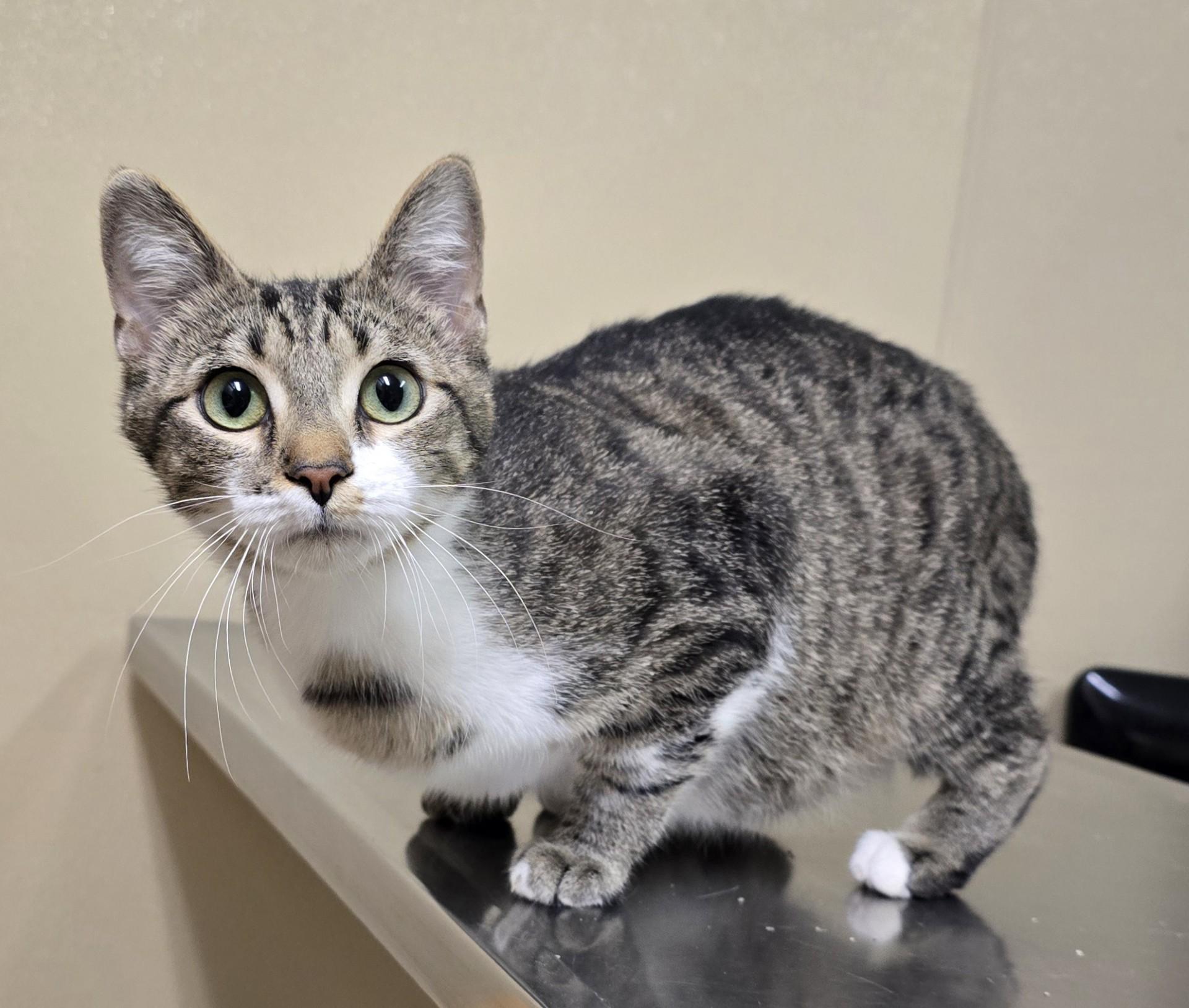 Julie, adoptable, Young Female Domestic Short Hair & Tabby.