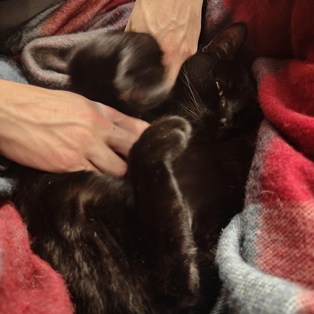 Enlarge Hurricane, a Adoptable Domestic Short Hair in Wakefield, MA image 3/5