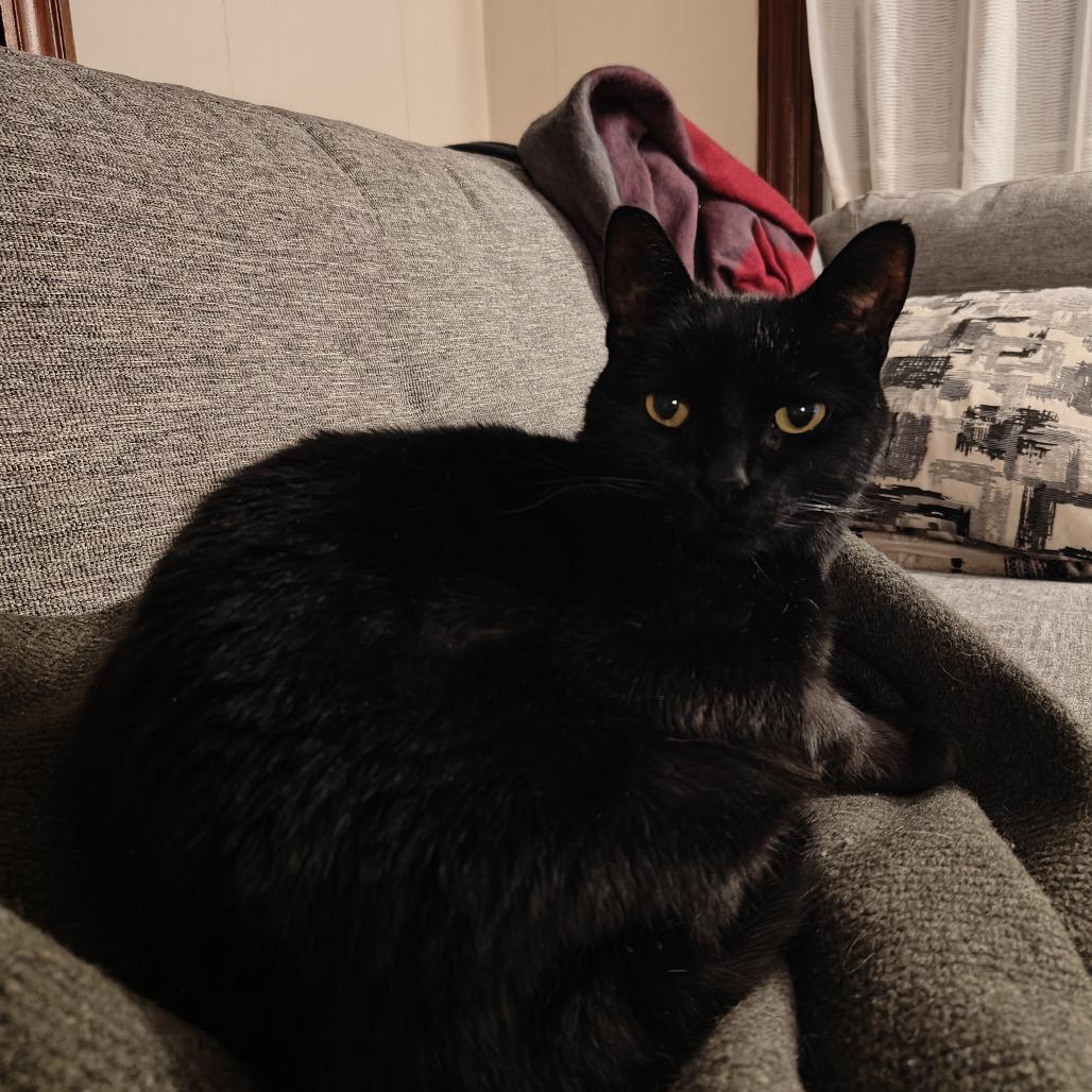 Enlarge Hurricane, a Adoptable Domestic Short Hair in Wakefield, MA image 4/5