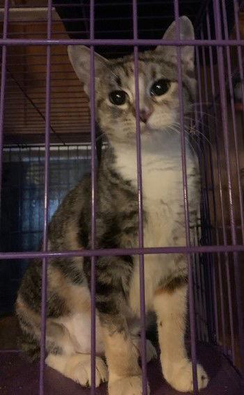 Bella, Adoptable, Young Female Domestic Short Hair.