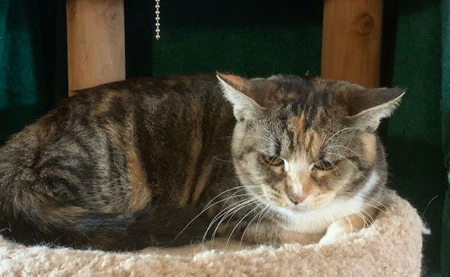 Bella, Adoptable, Young Female Domestic Short Hair.
