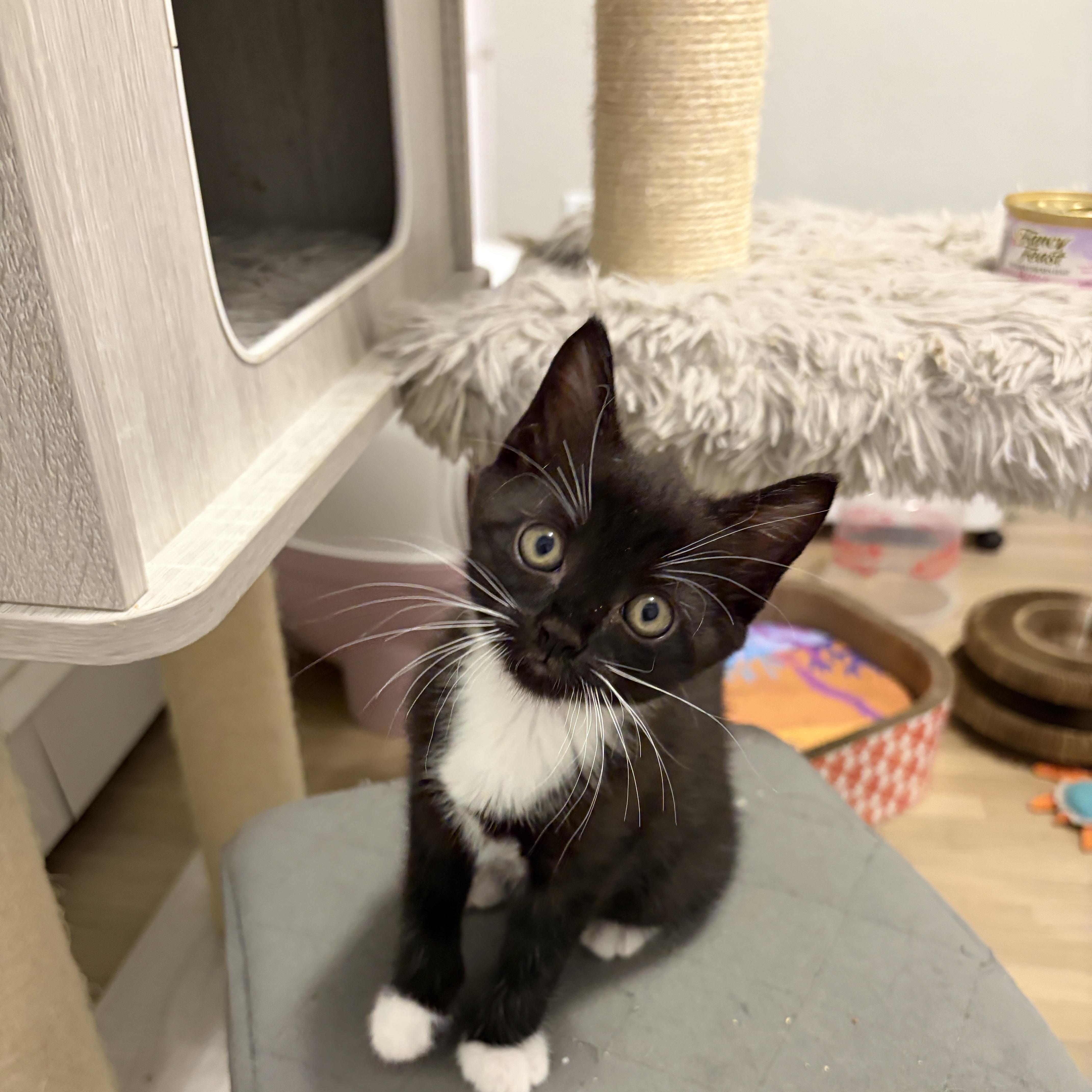 Lowell, a Adoptable mixed breed in Moriches, NY image 4/4
