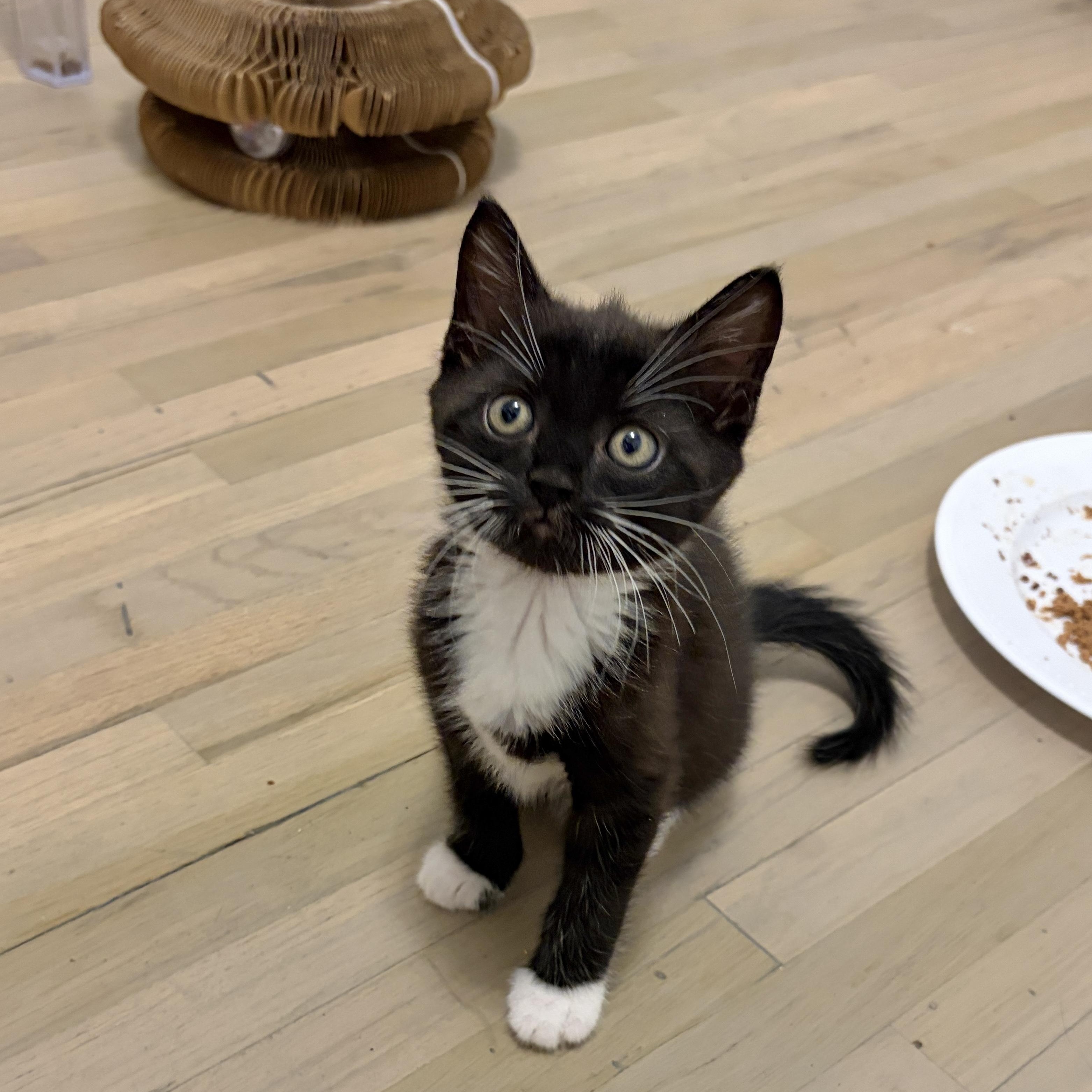 Lowell, Adoptable, Kitten Male Domestic Short Hair & Tuxedo.