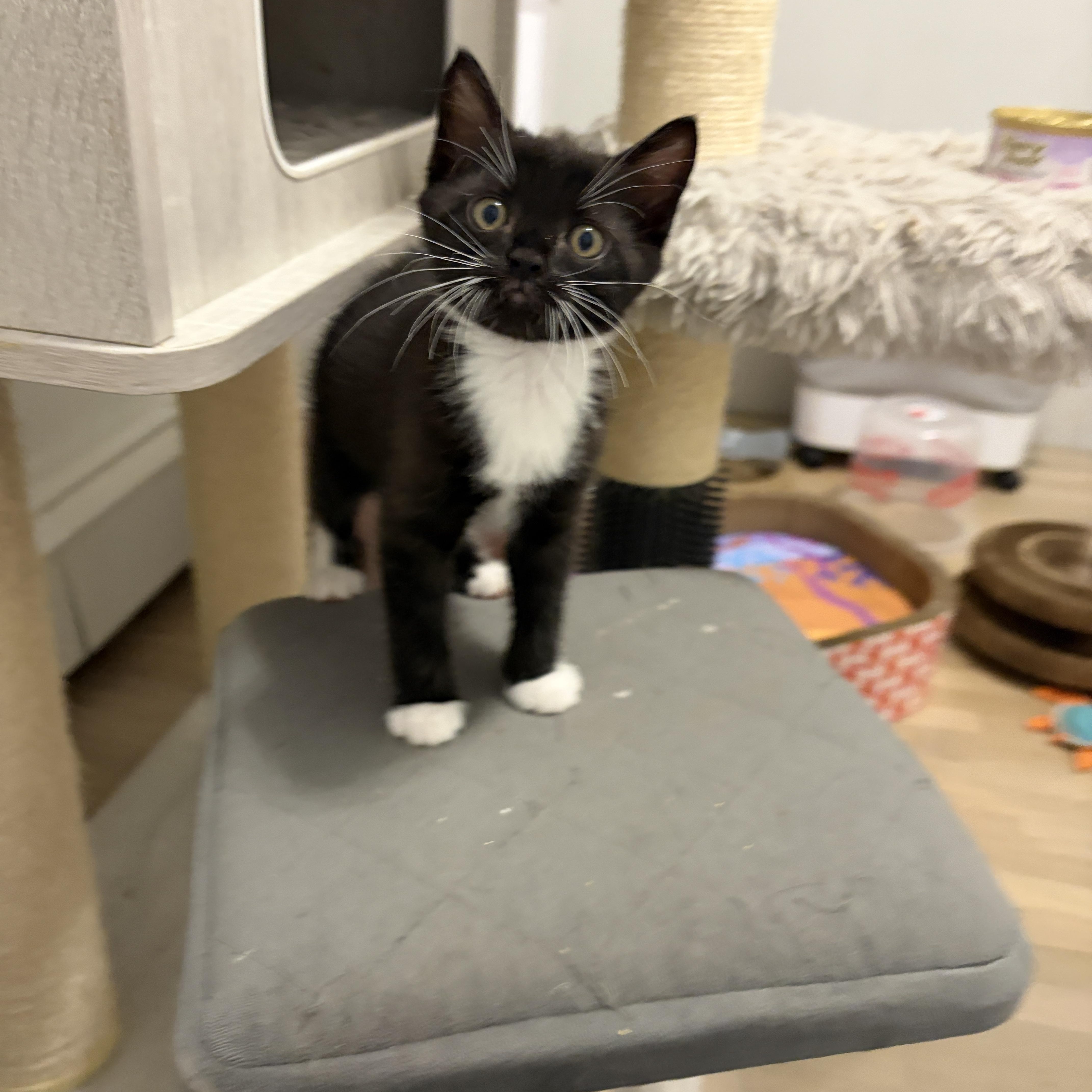 Lowell, a Adoptable mixed breed in Moriches, NY image 3/4