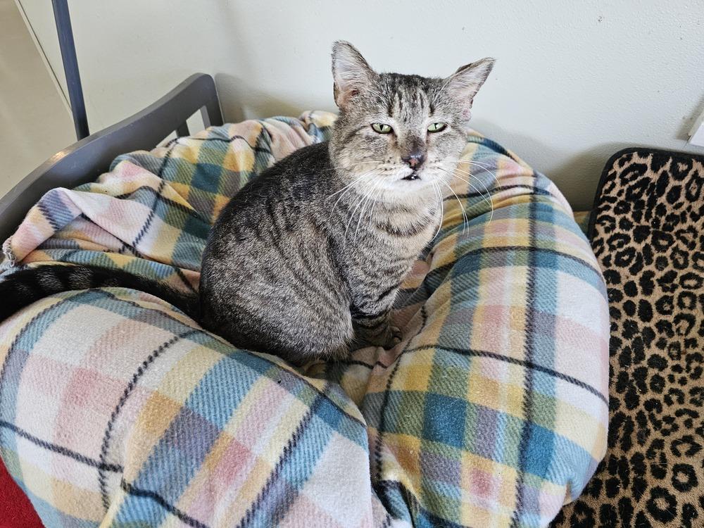 Enlarge Mushroom, a Adoptable Domestic Short Hair in Bossier City, LA image 1/1