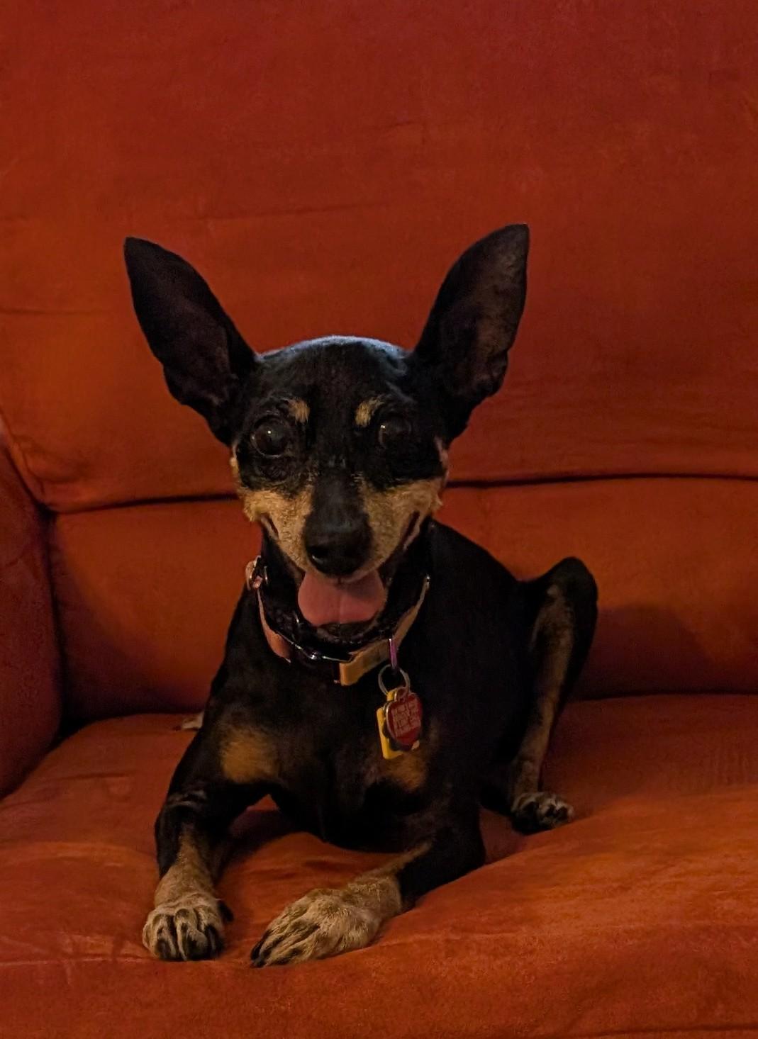 Ari, Adoptable, Senior Female Miniature Pinscher.