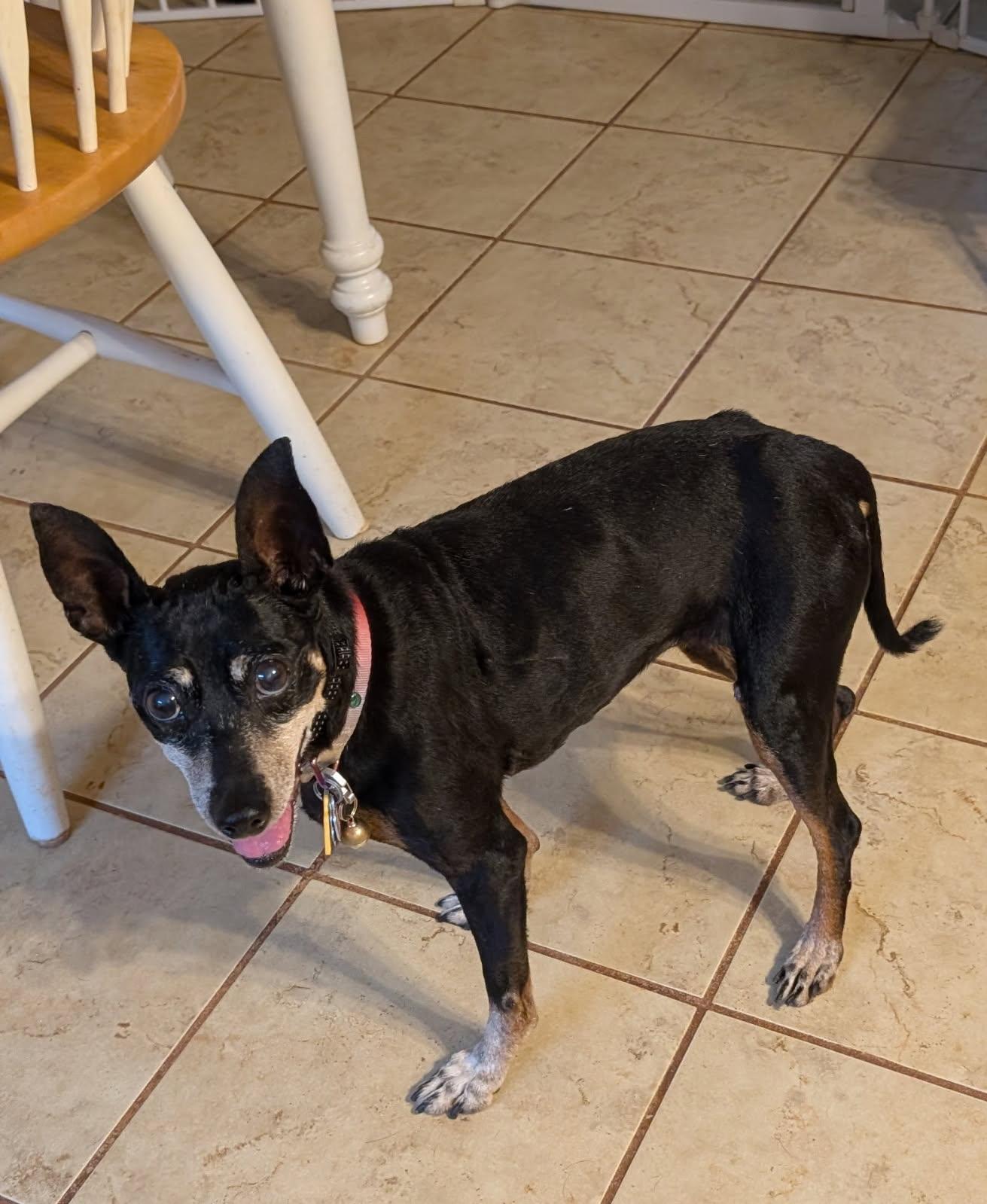 Ari, a Adoptable Miniature Pinscher in Duluth, GA image 2/5